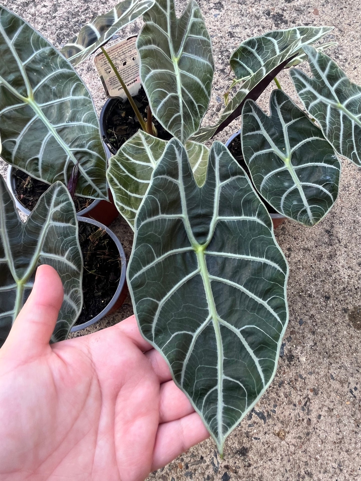 Alocasia Watsoniana