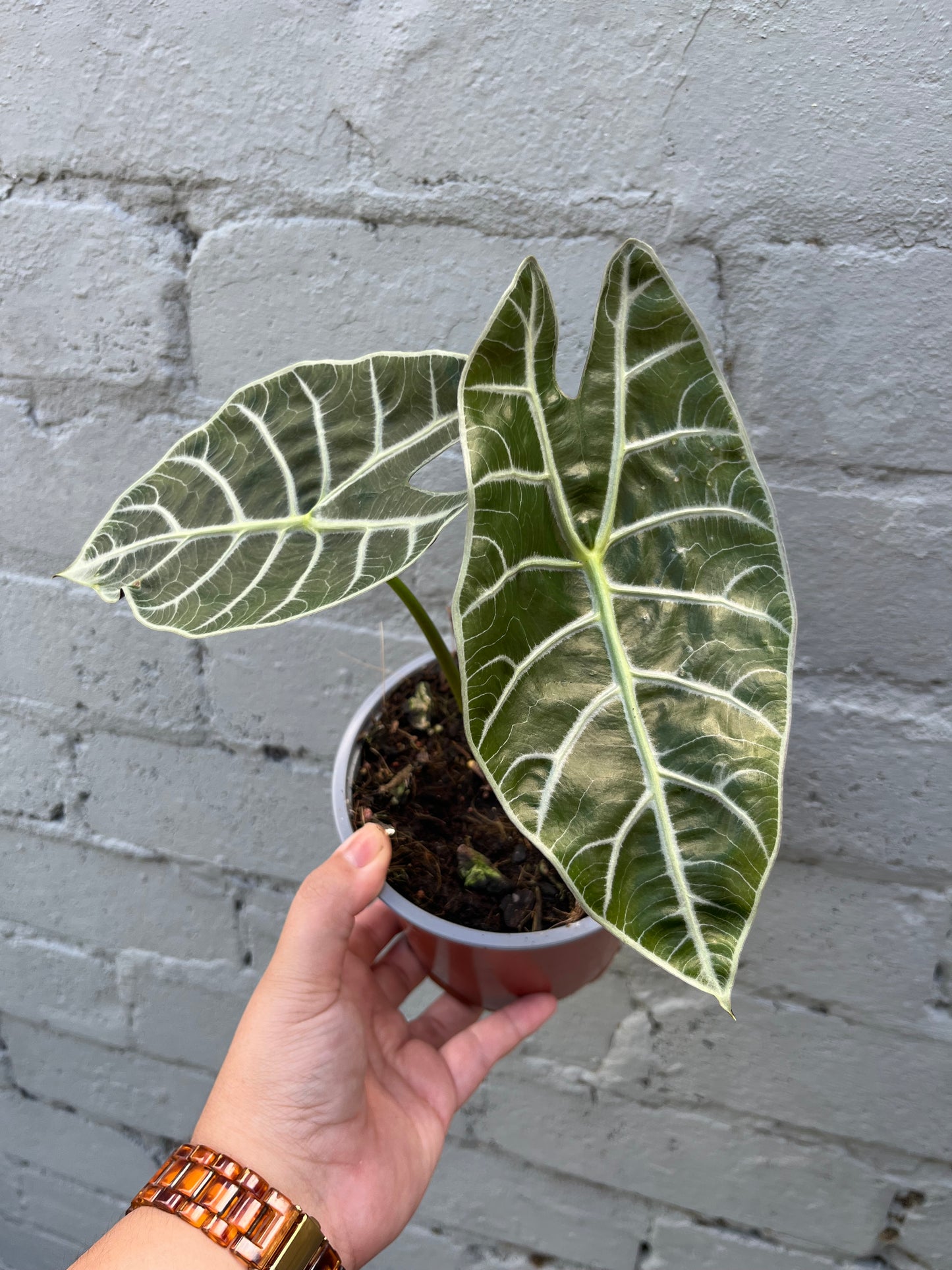 Alocasia Watsoniana
