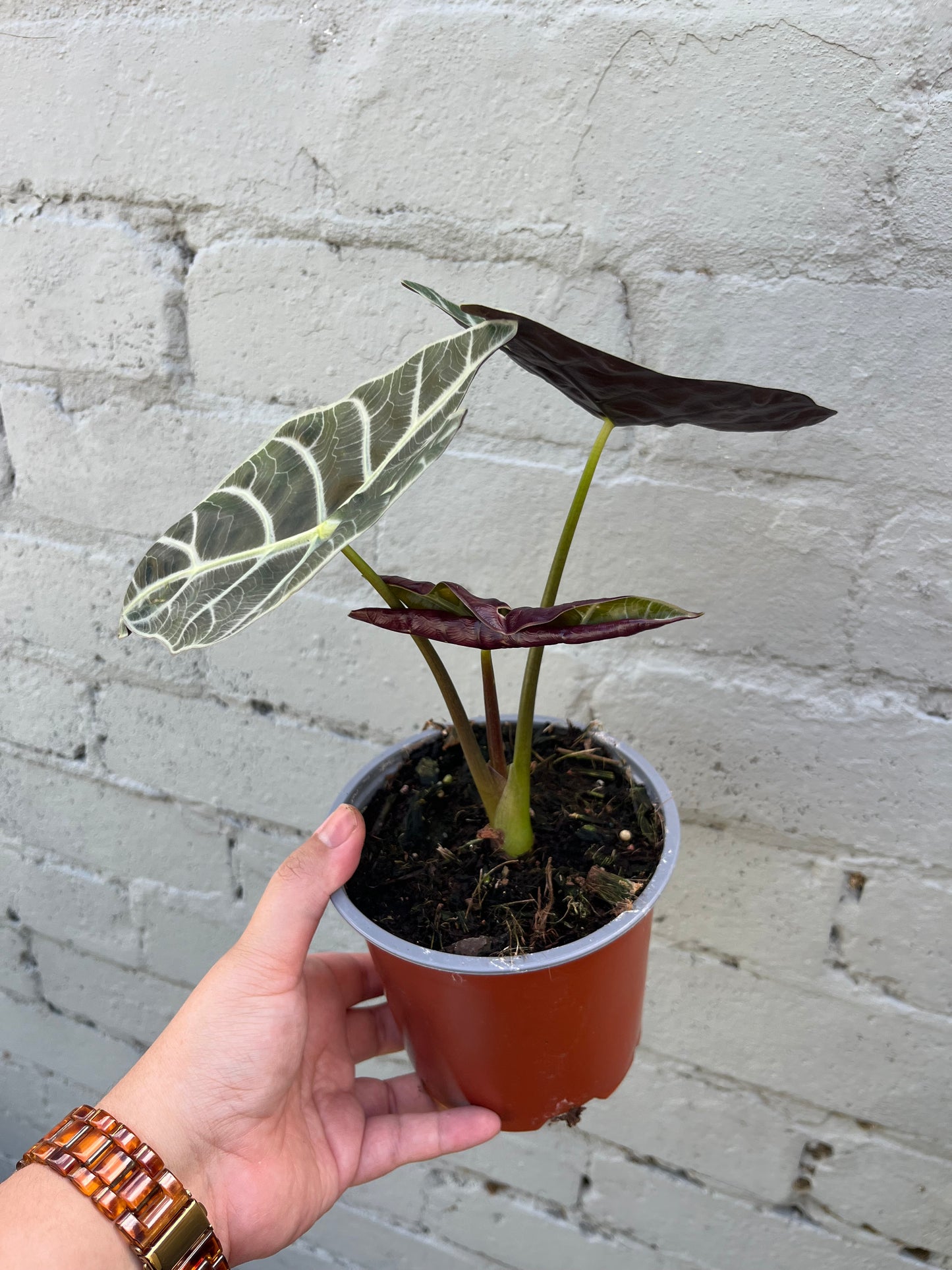 Alocasia Watsoniana