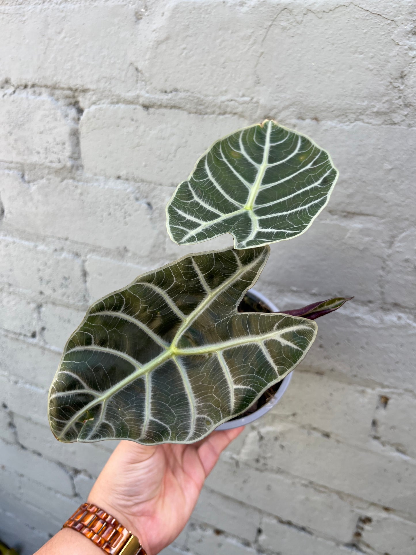Alocasia Watsoniana