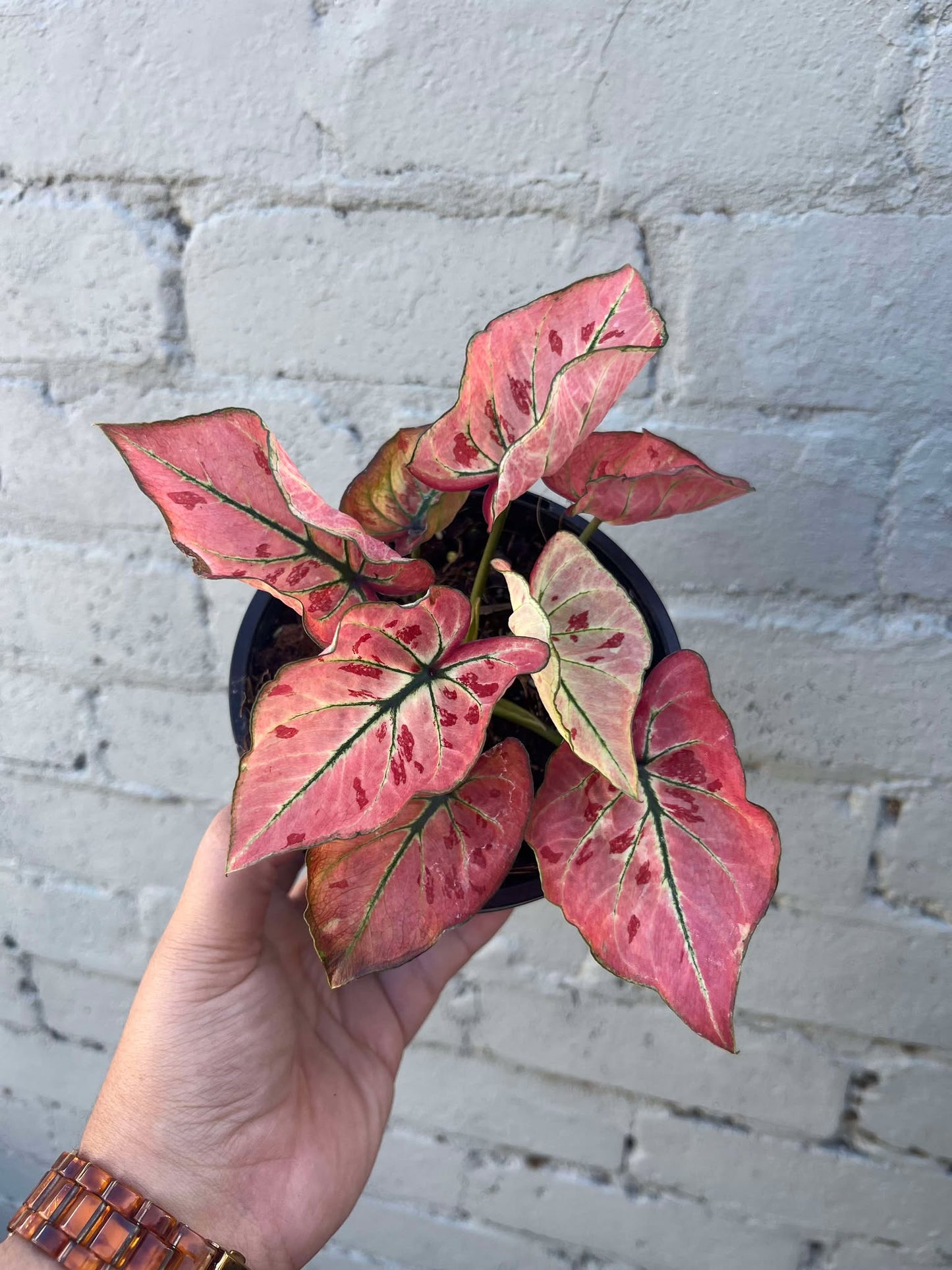 Caladium Strawberry Star
