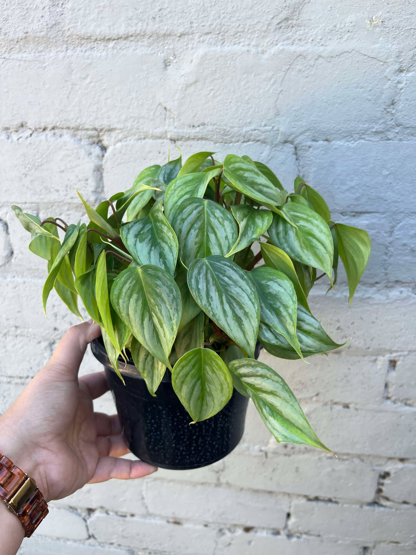 Philodendron Sodiroi