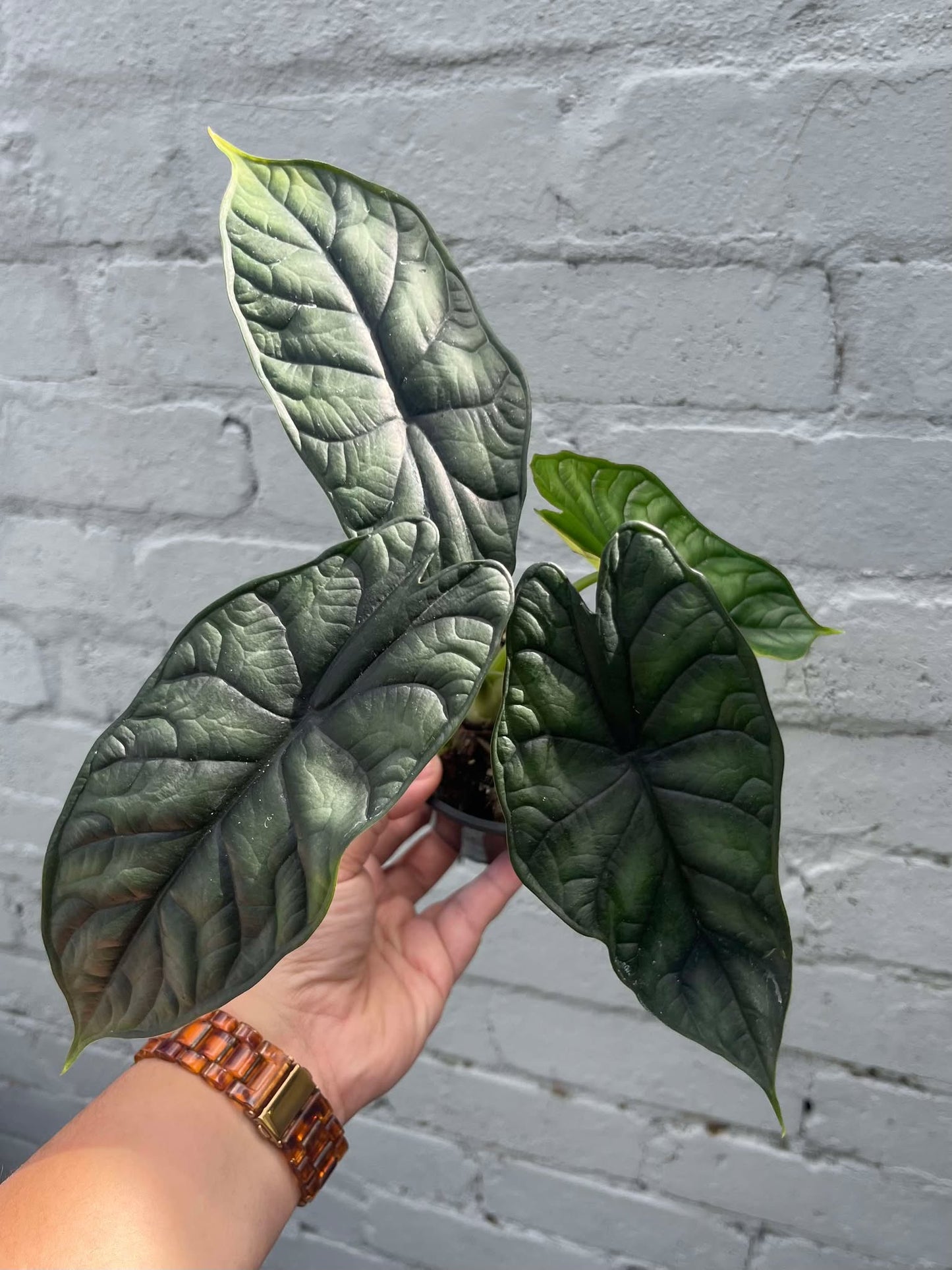 Alocasia Dragon Scale