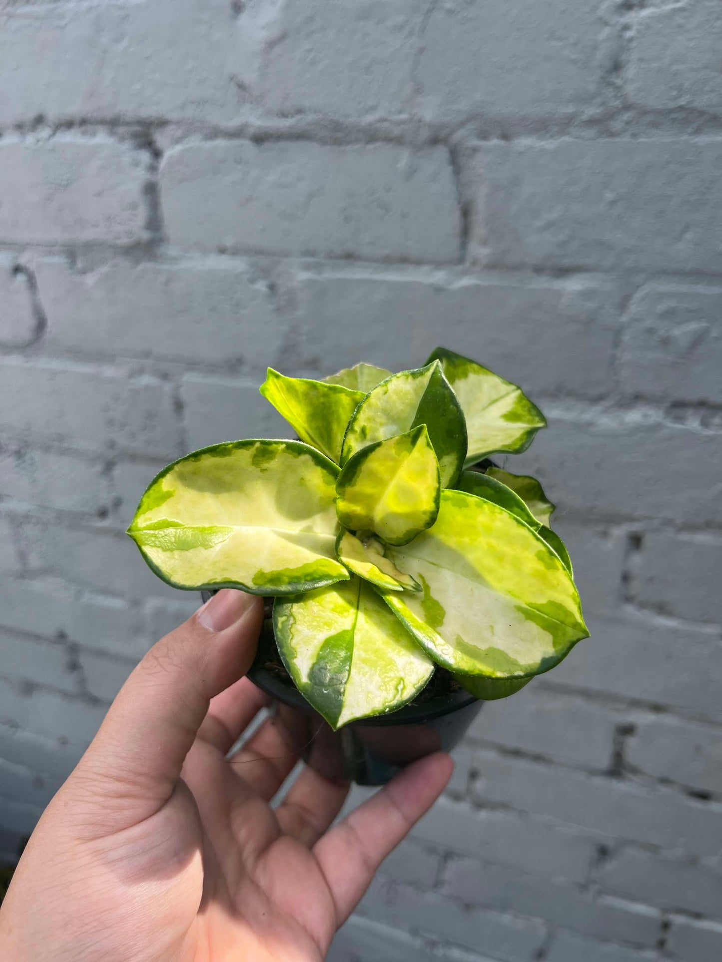 Hoya Australis Lisa