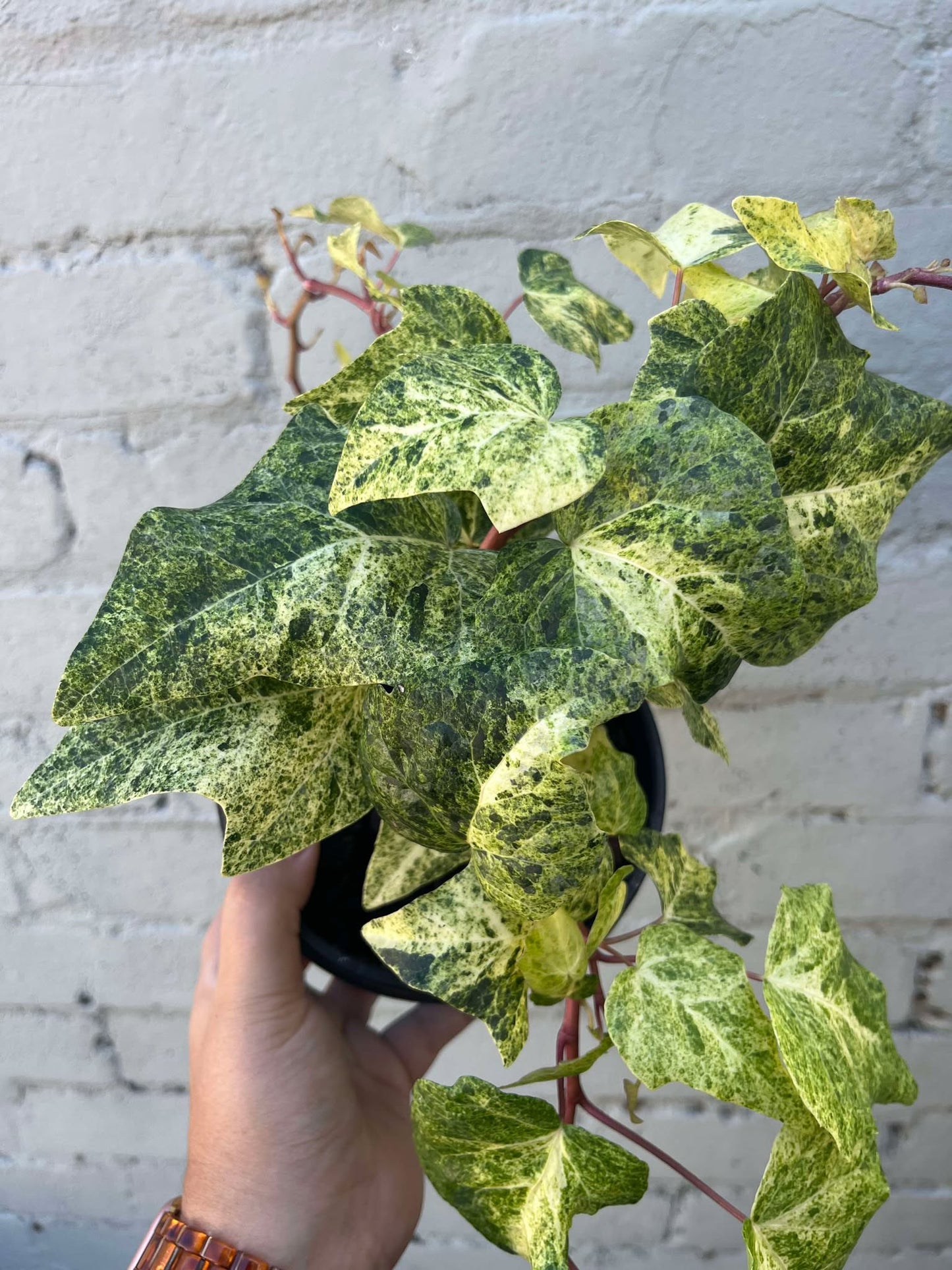 Hedera helix Ivy 'Snowfall'