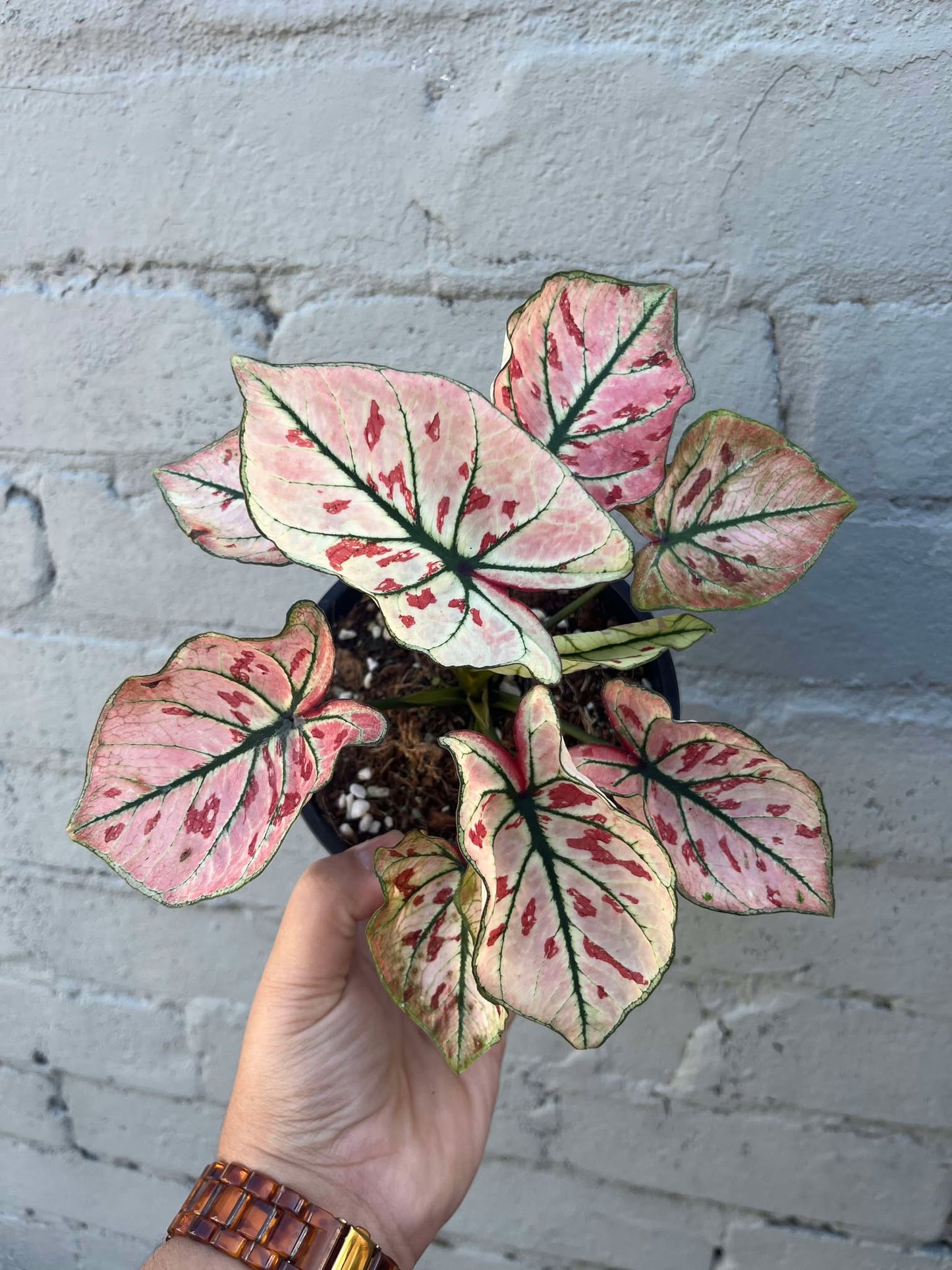 Caladium Strawberry Star