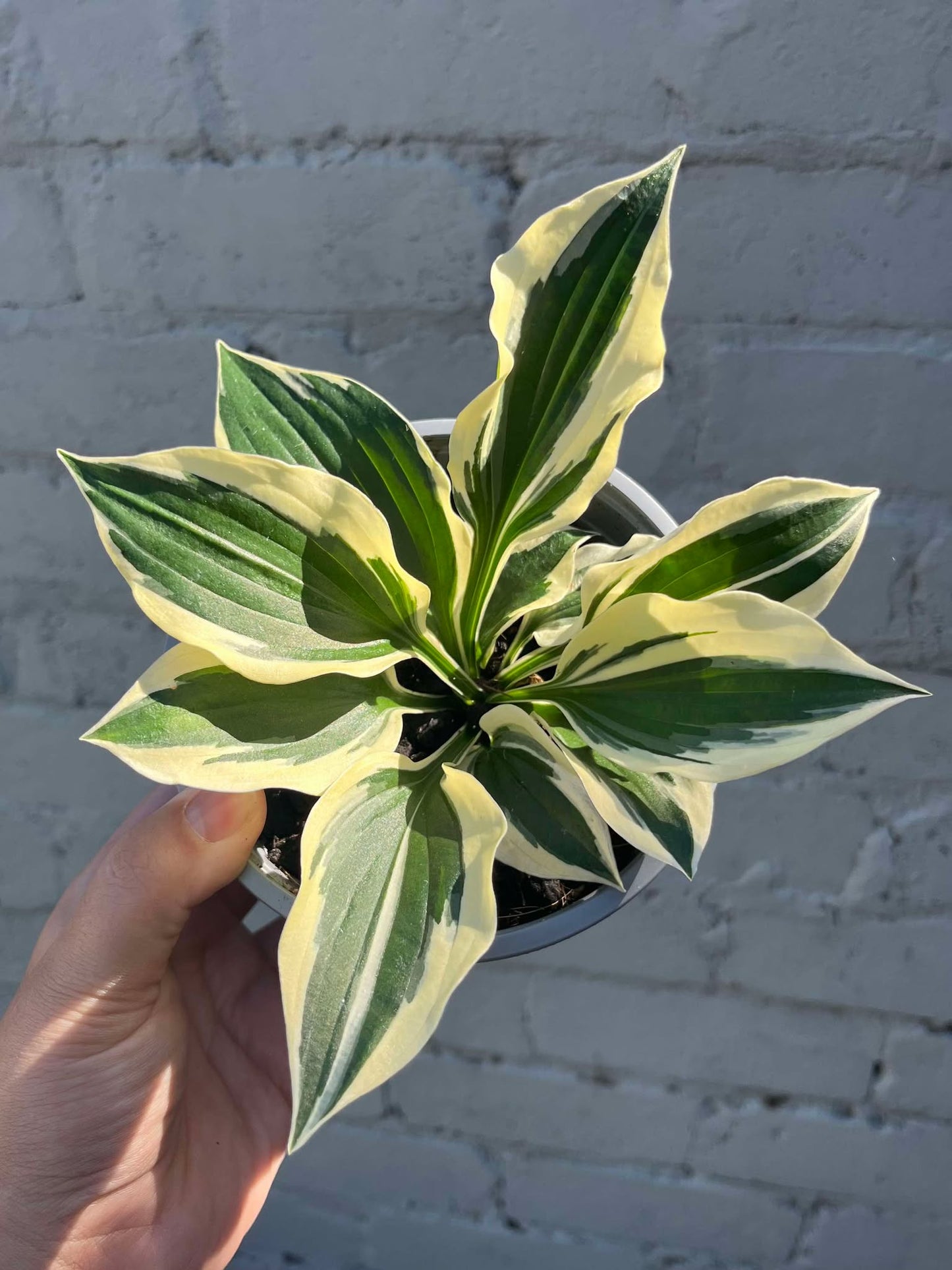 Hosta Minute Man