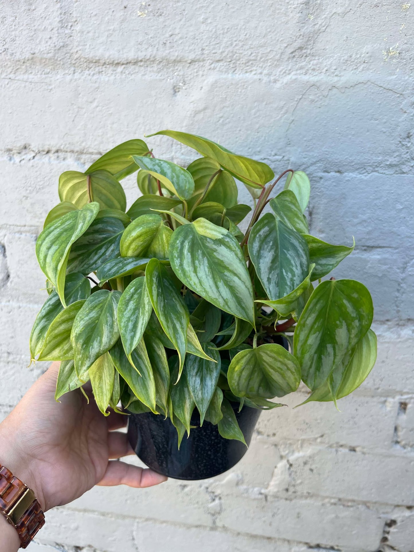 Philodendron Sodiroi