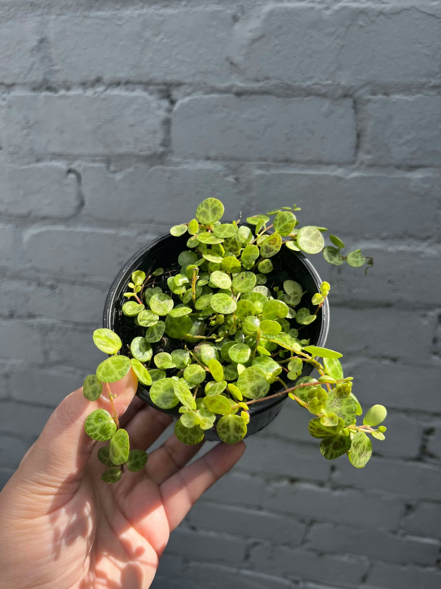Peperomia Prostata 'String of Turtles'