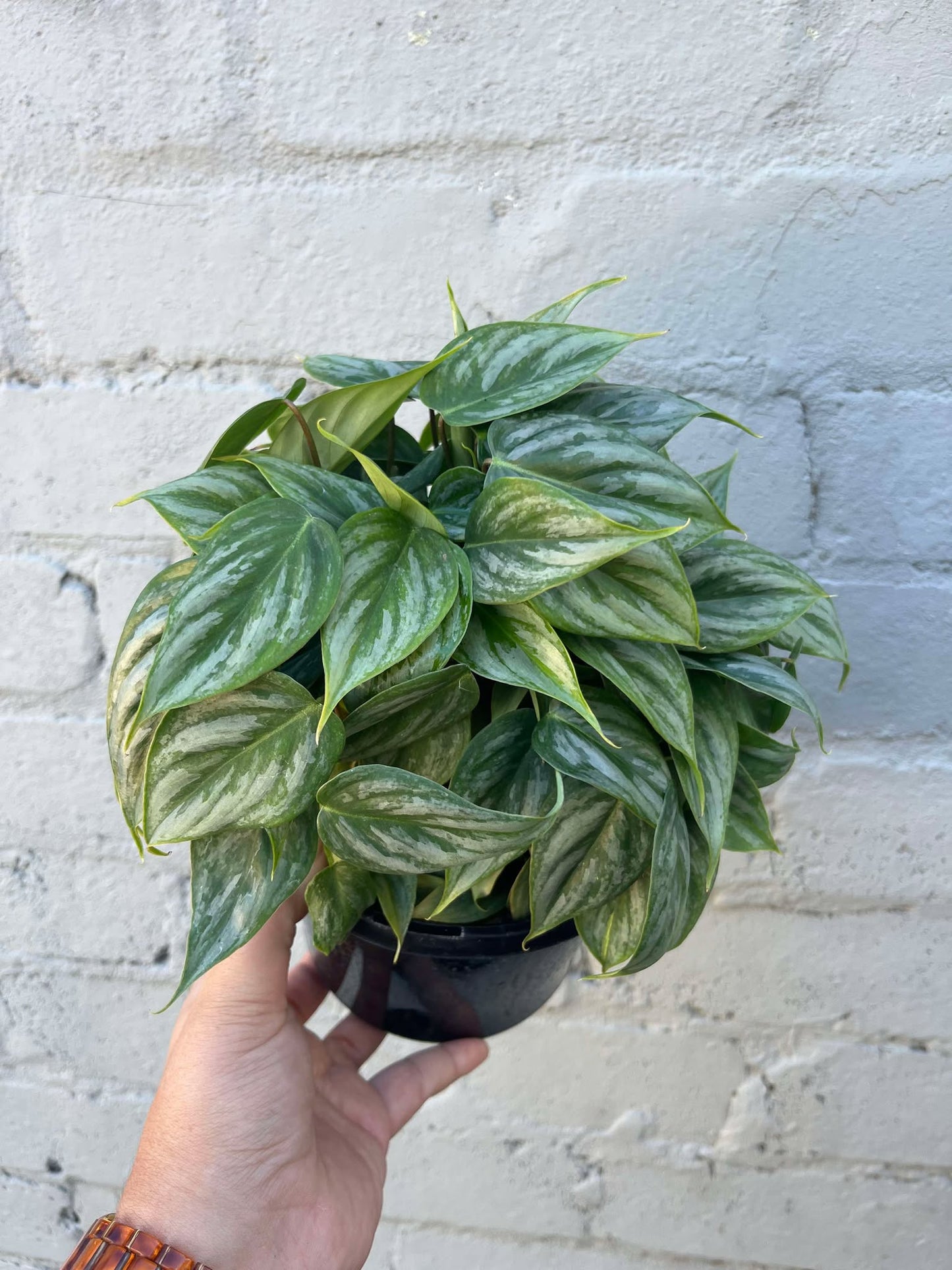 Philodendron Sodiroi
