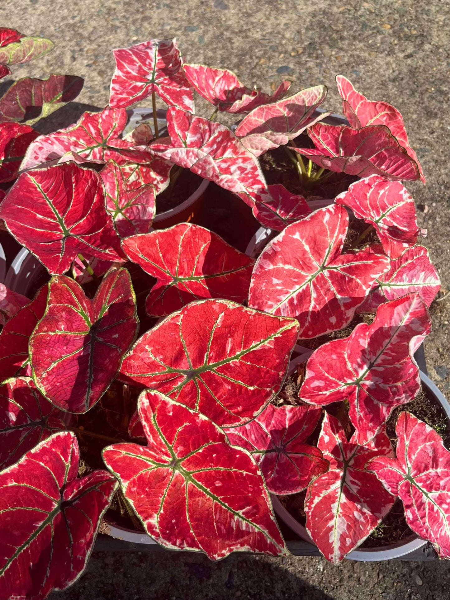 Caladium Fire Phoenix