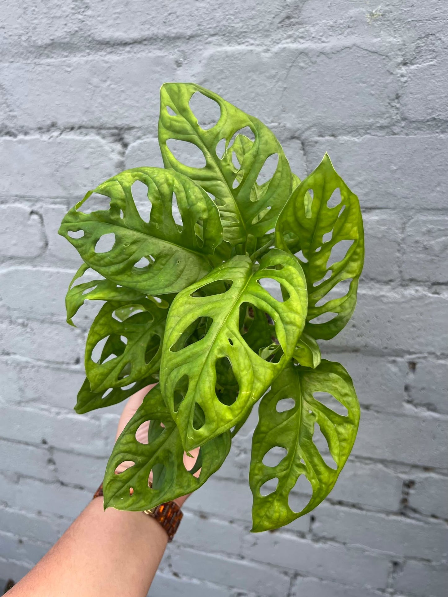 Monstera Monkey Mask