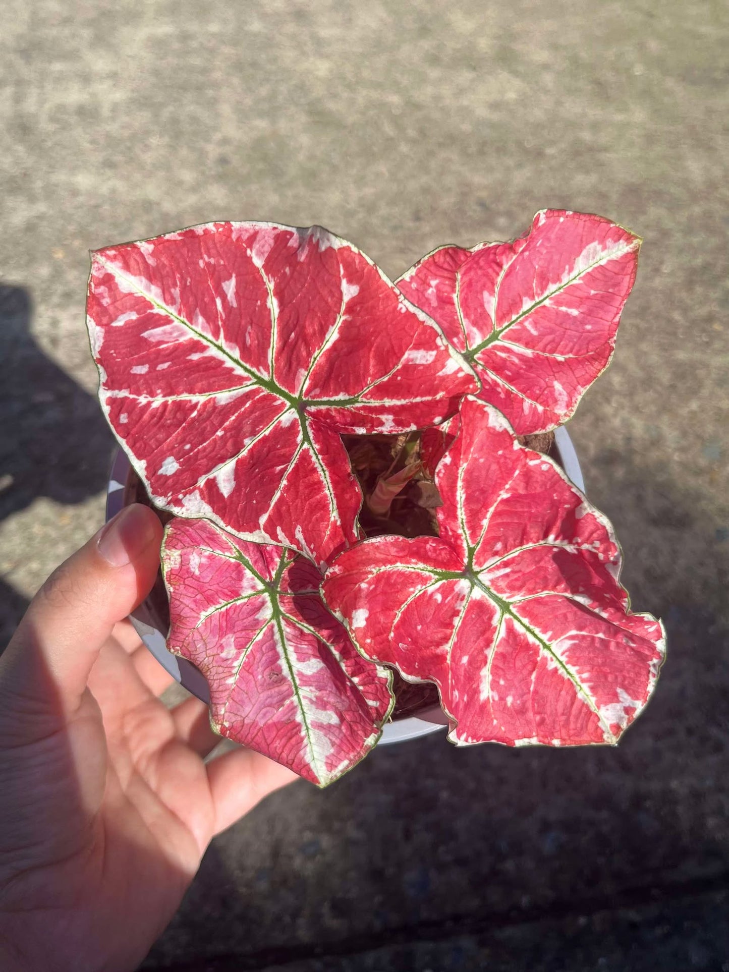 Caladium Fire Phoenix