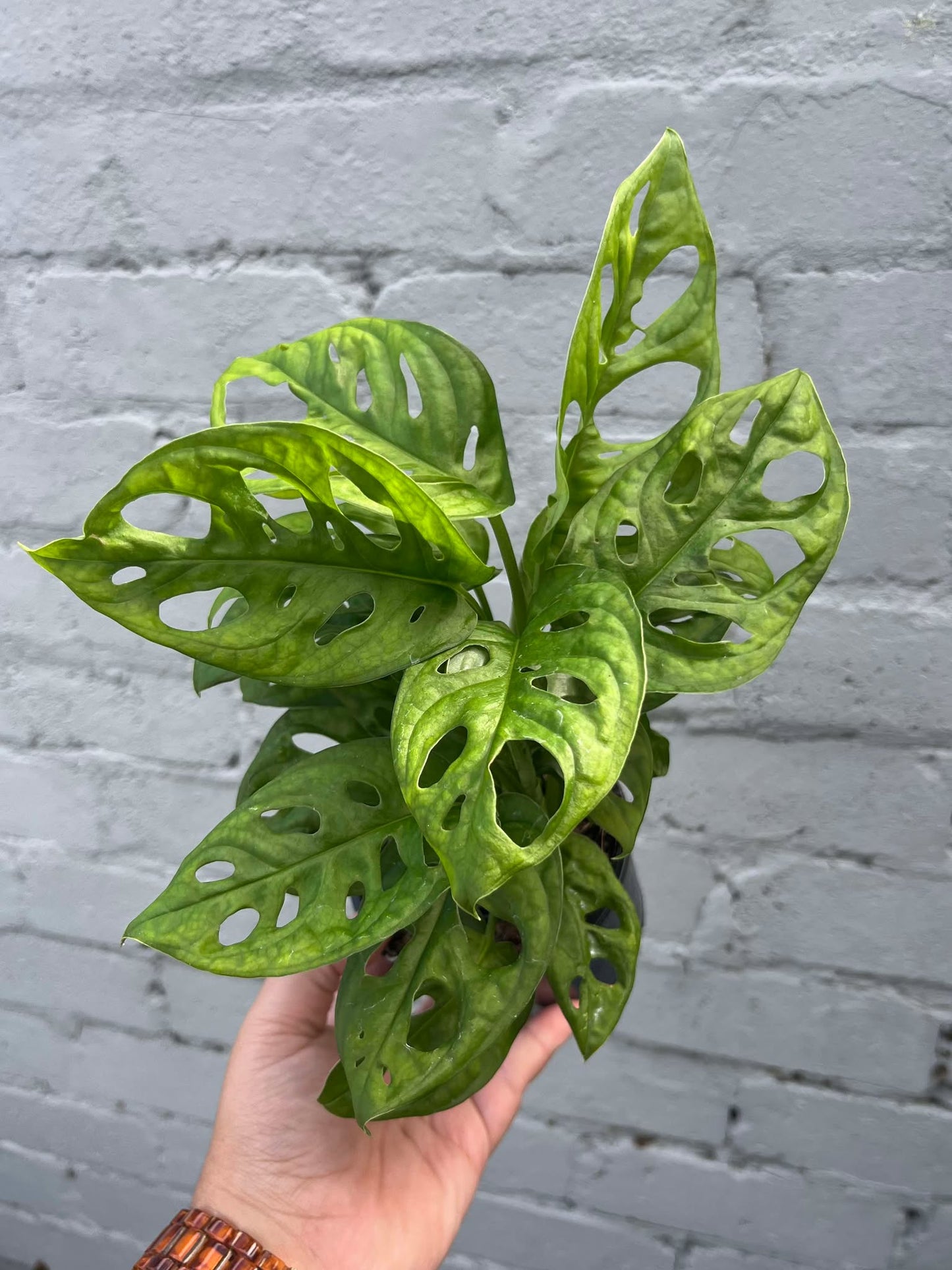 Monstera Monkey Mask