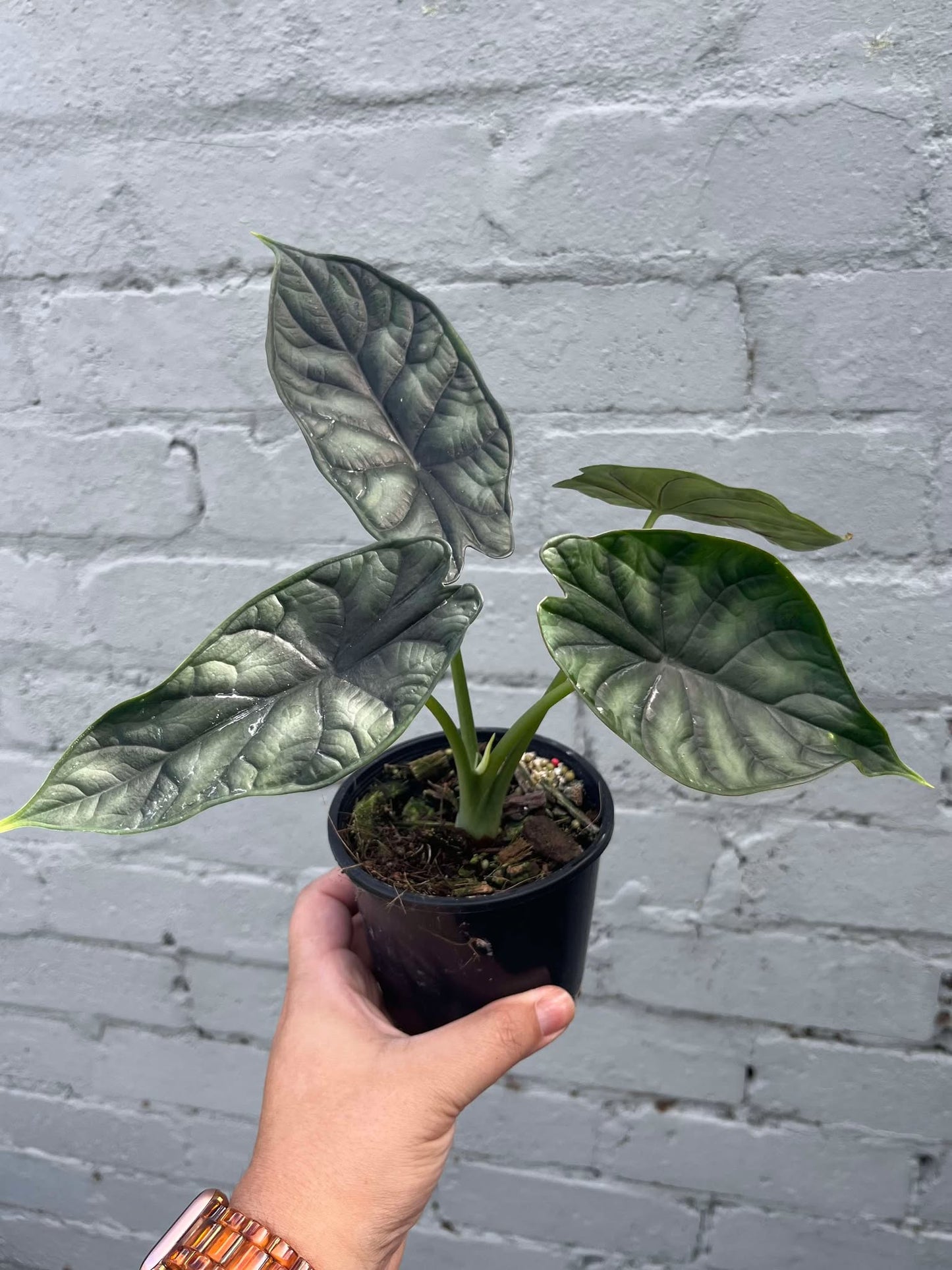 Alocasia Dragon Scale