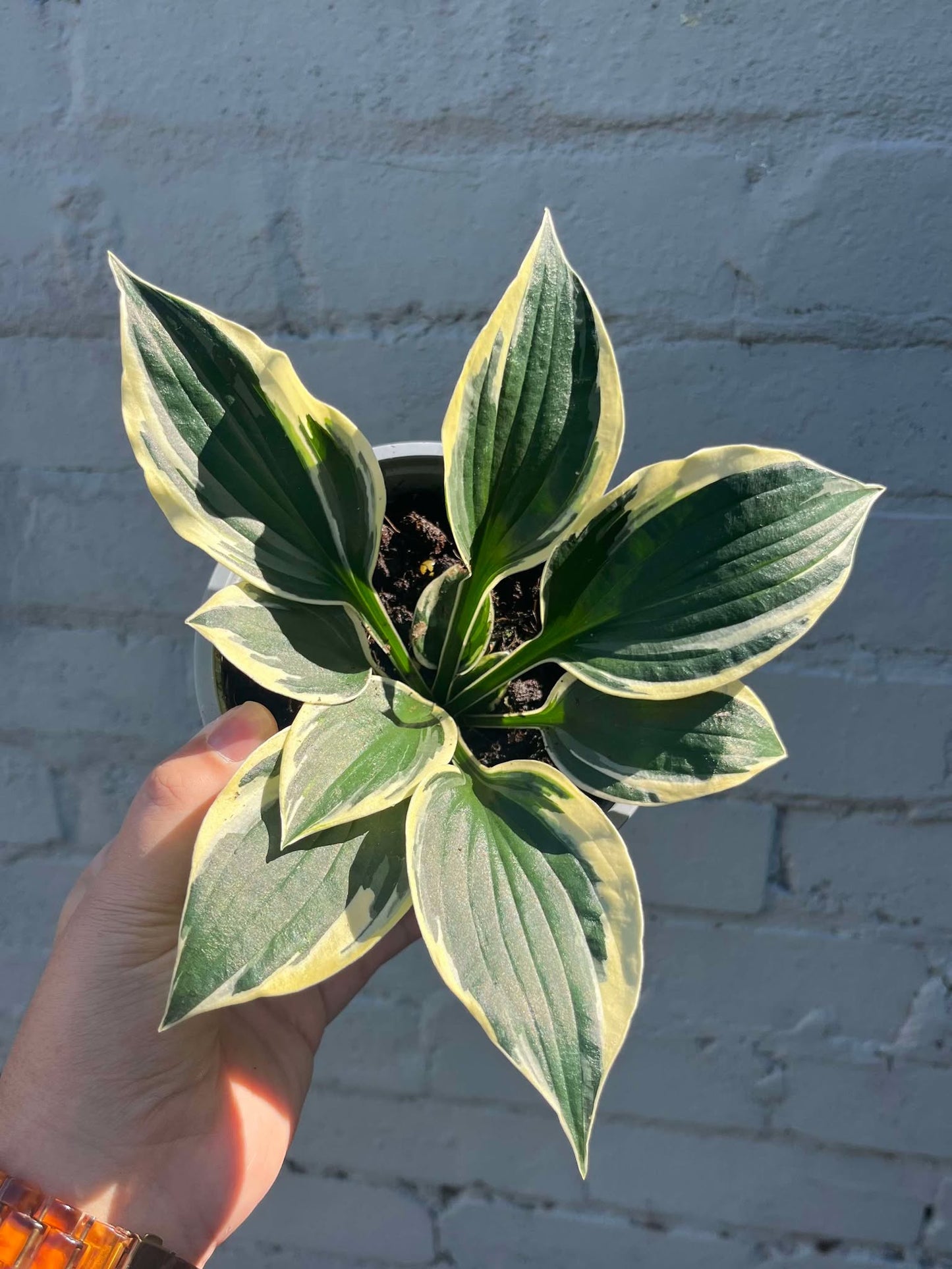 Hosta Minute Man