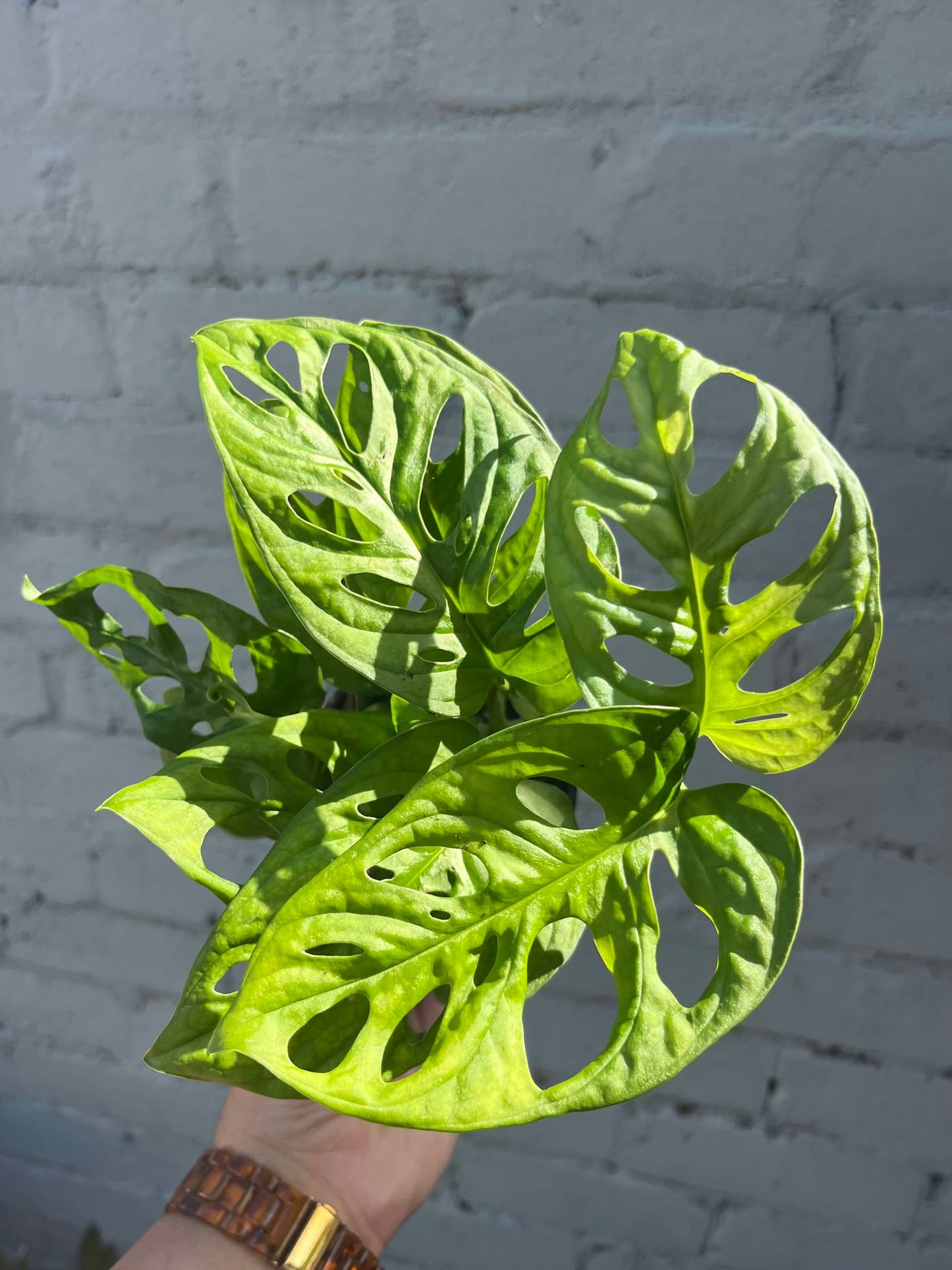 Monstera Monkey Mask