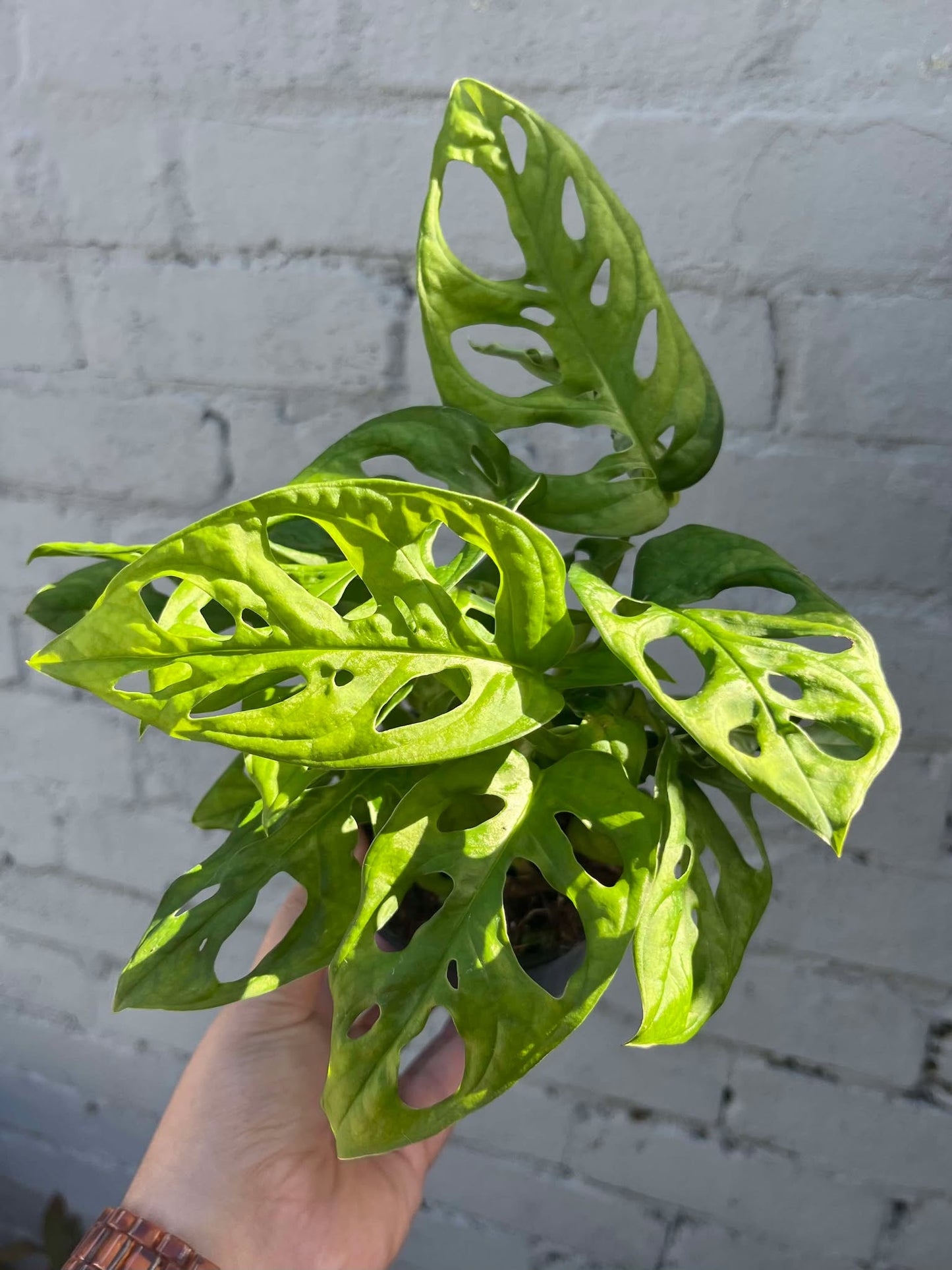 Monstera Monkey Mask