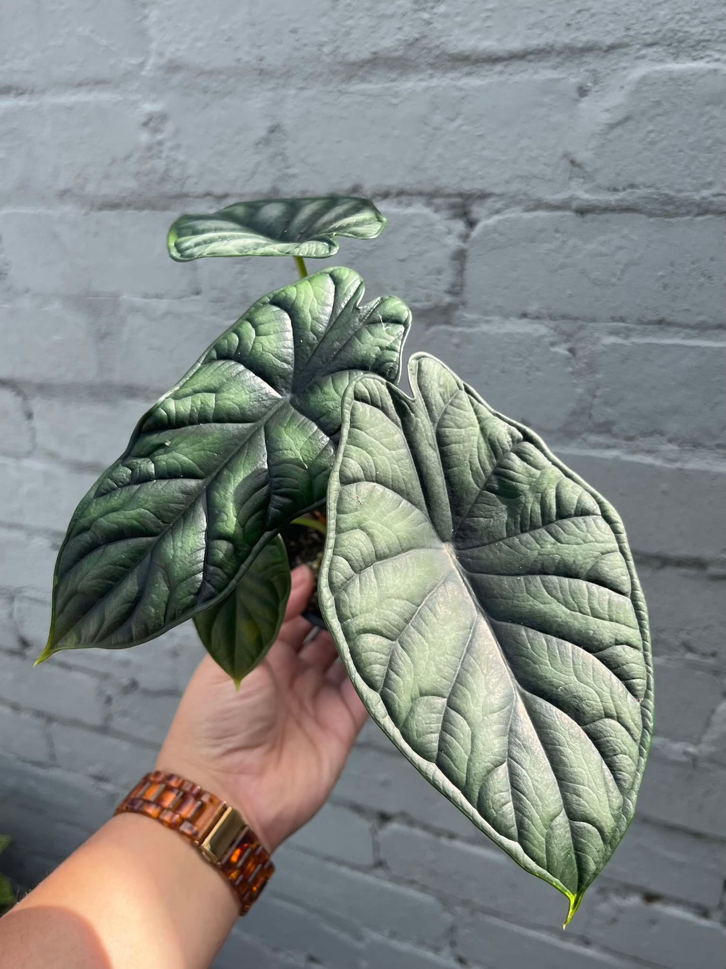 Alocasia Dragon Scale