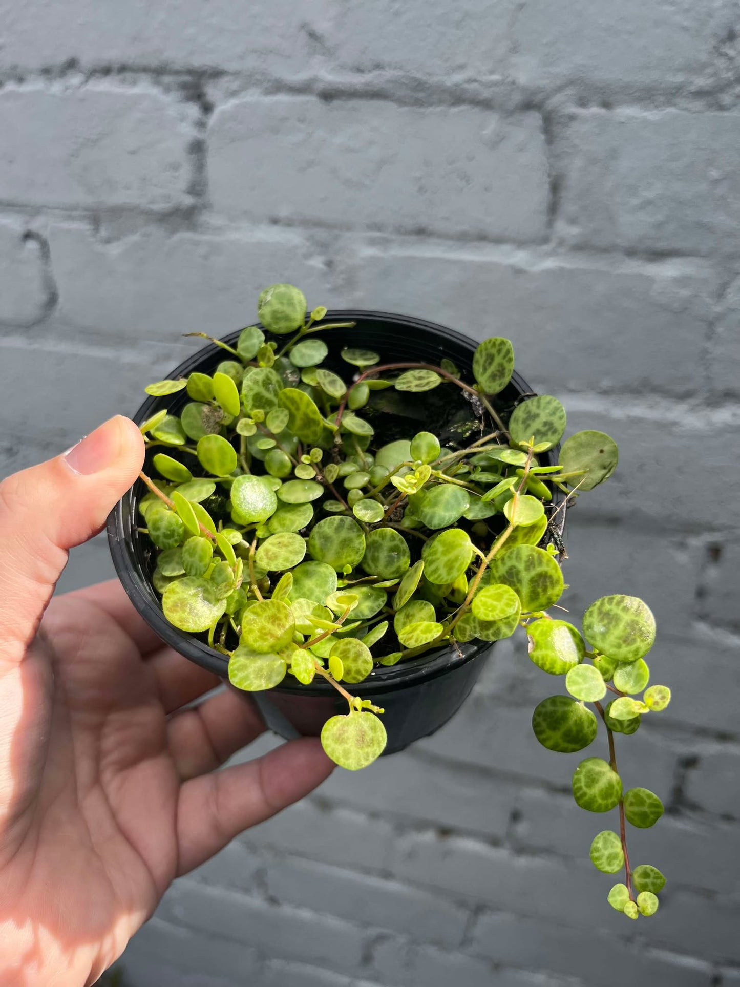 Peperomia Prostata 'String of Turtles'