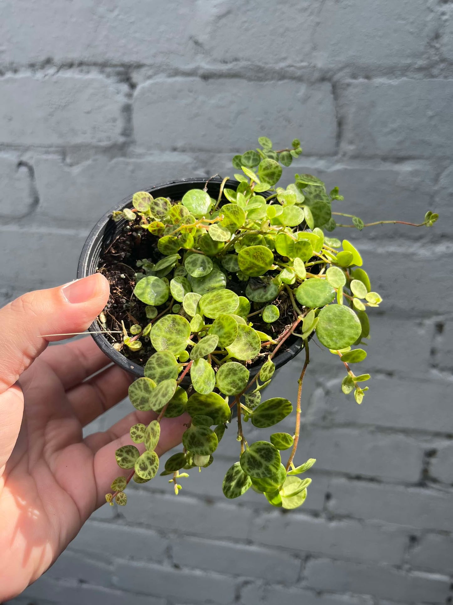 Peperomia Prostata 'String of Turtles'