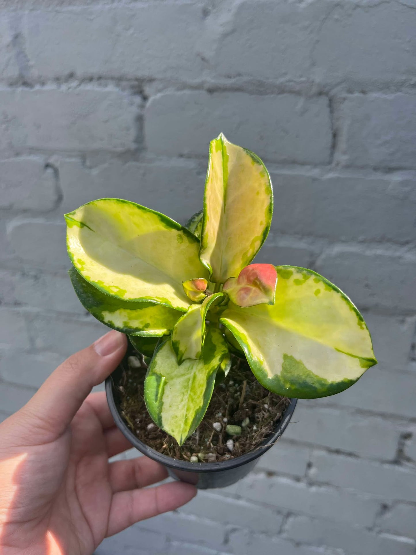 Hoya Australis Lisa