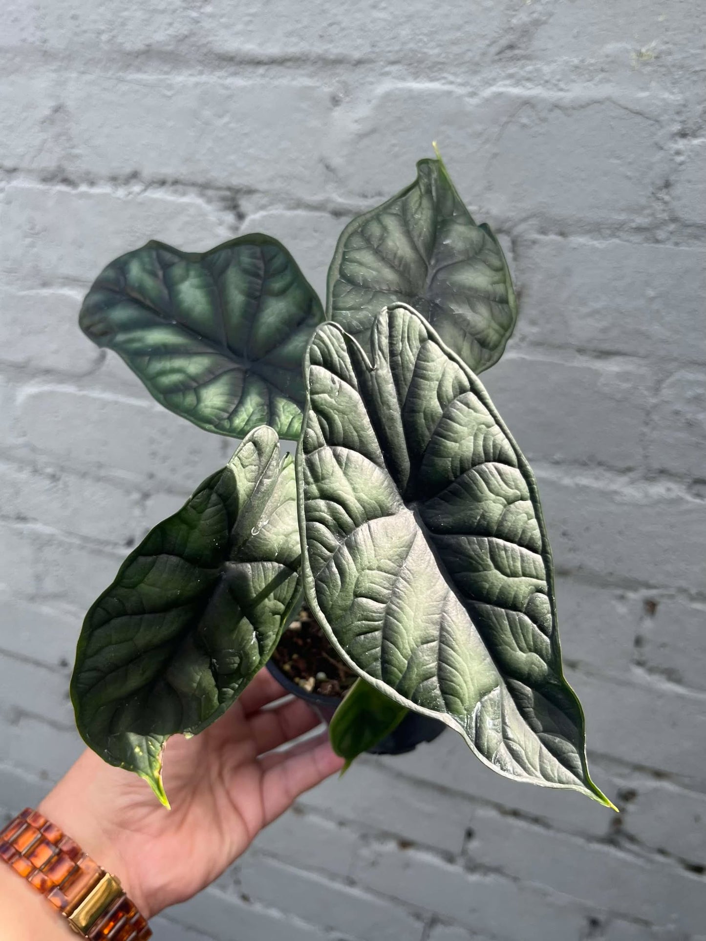 Alocasia Dragon Scale