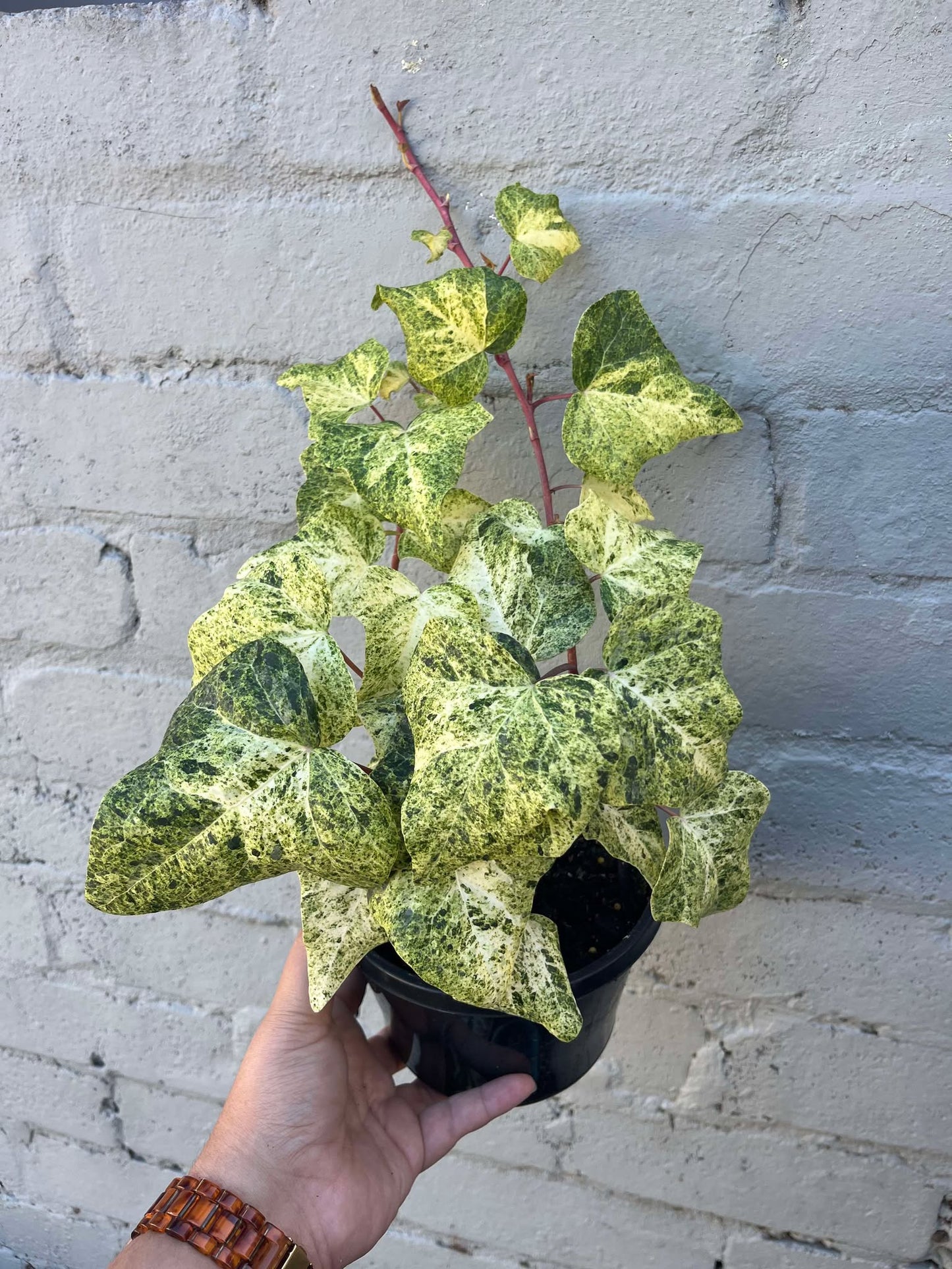Hedera helix Ivy 'Snowfall'