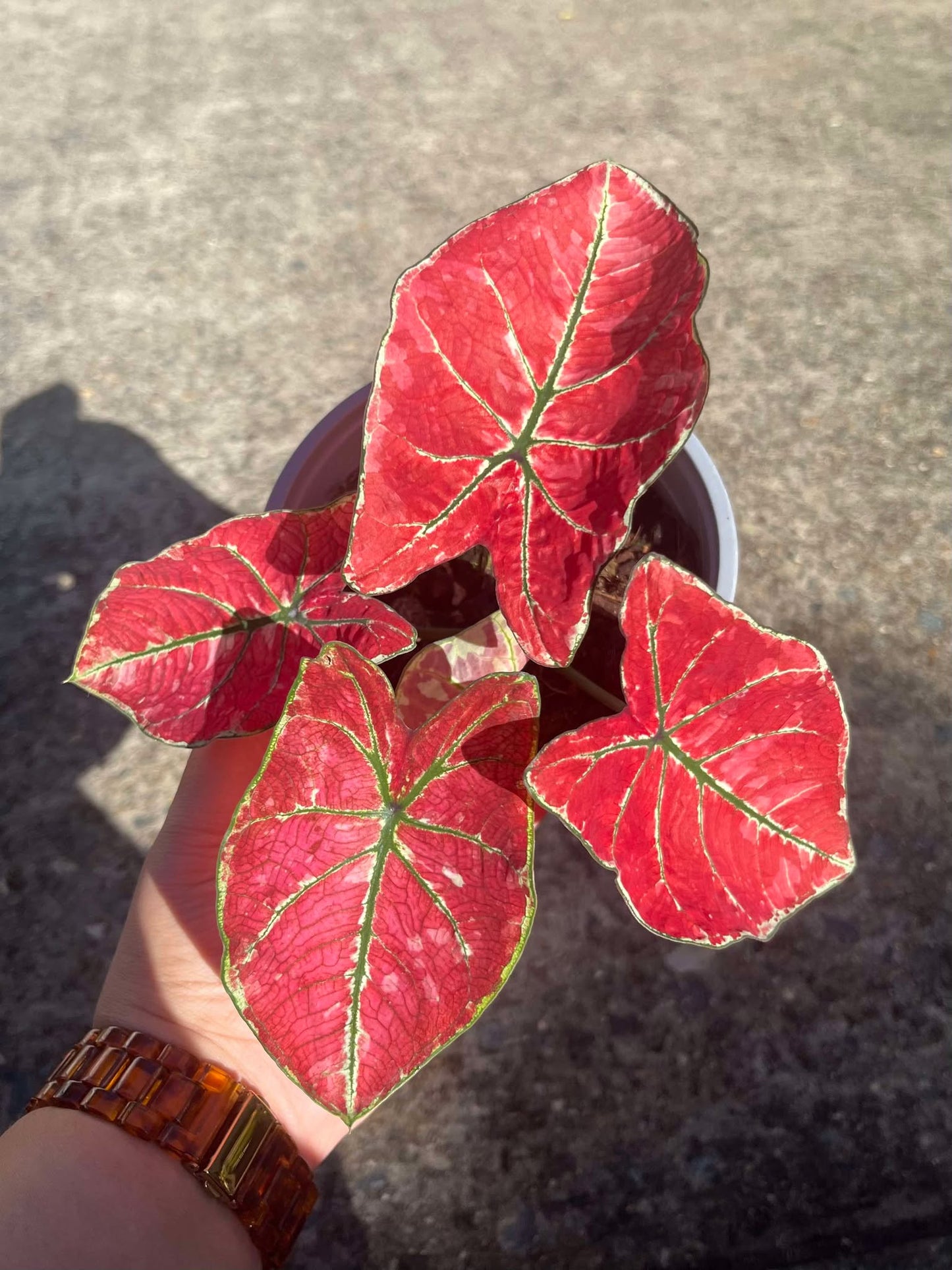 Caladium Fire Phoenix
