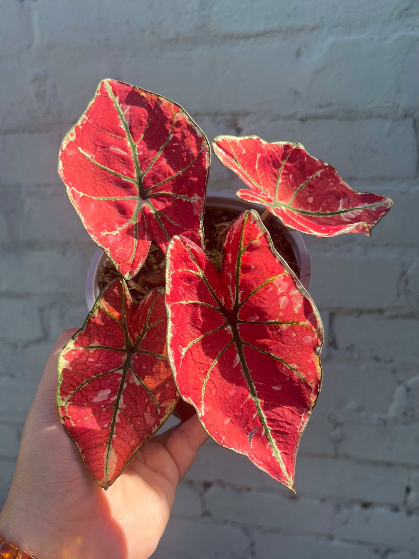Caladium Fire Phoenix