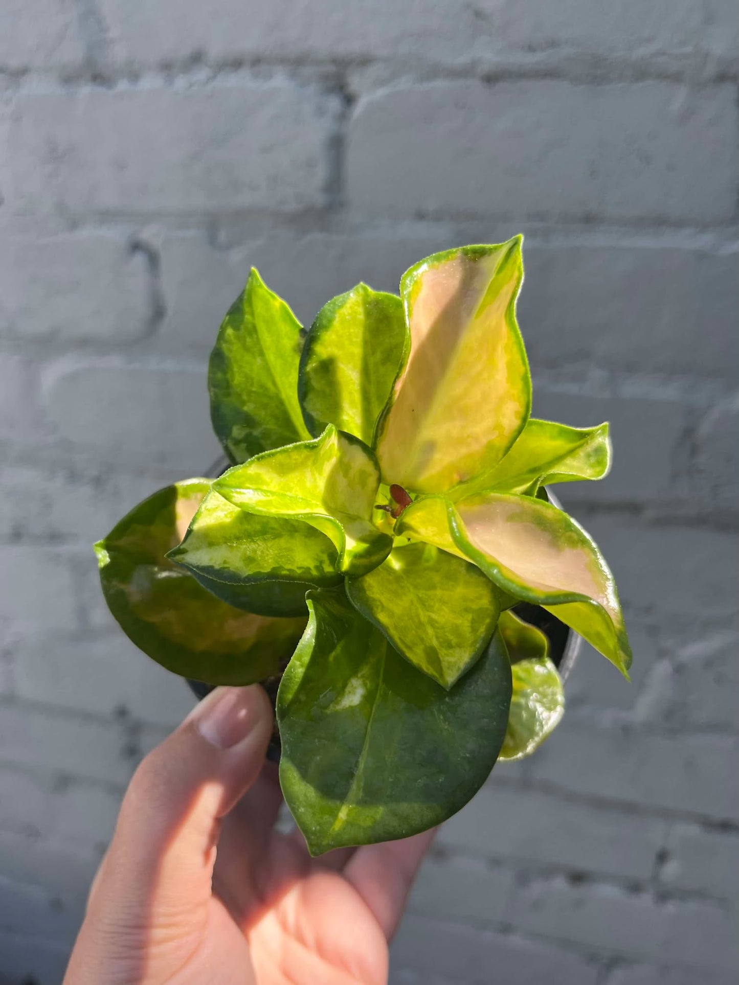 Hoya Australis Lisa