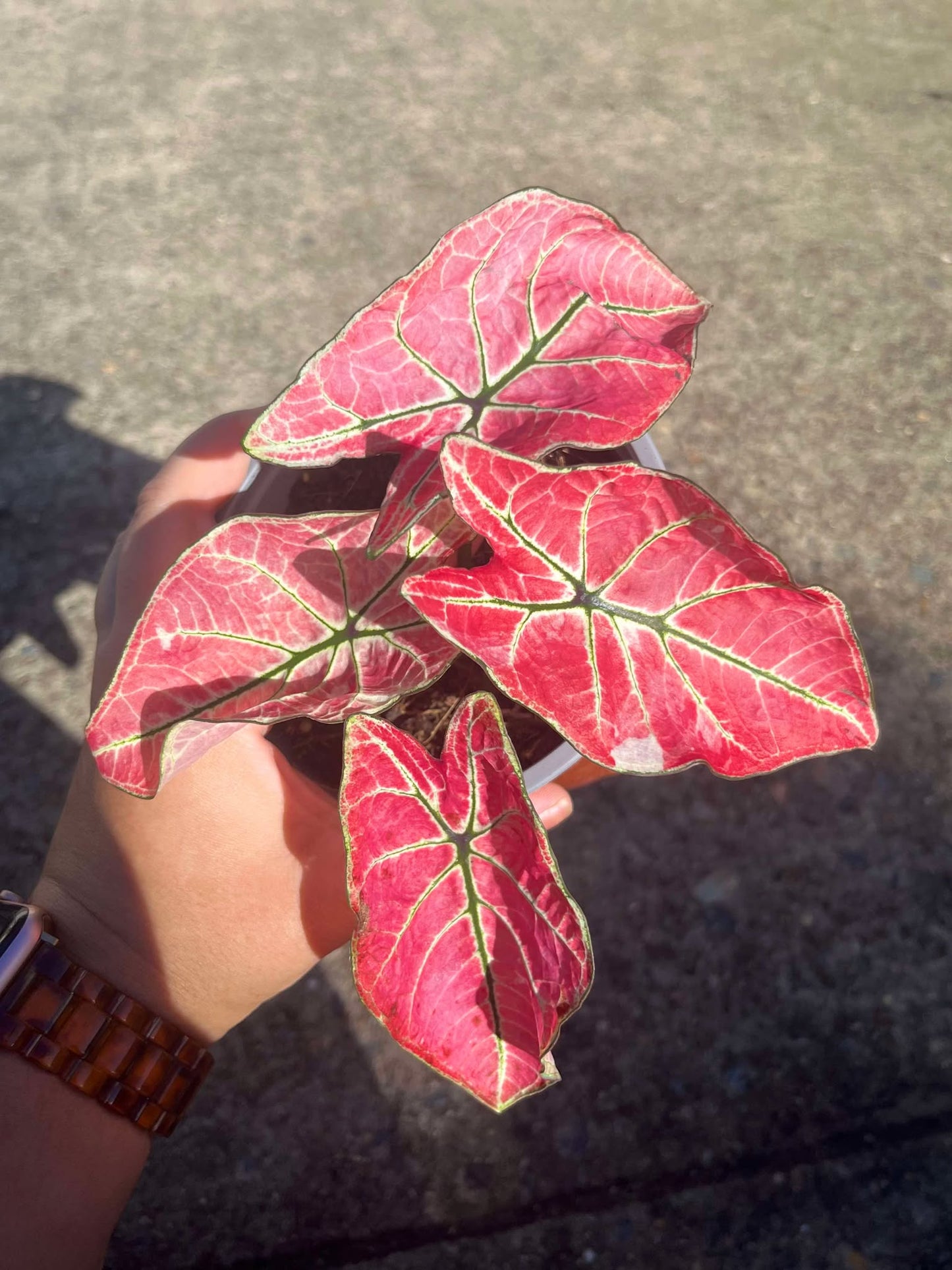 Caladium Fire Phoenix