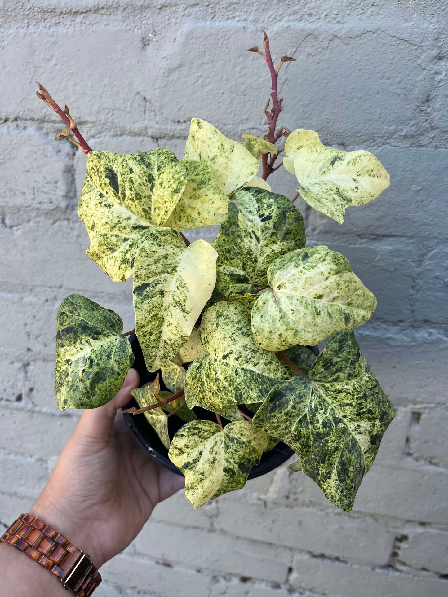 Hedera helix Ivy 'Snowfall'