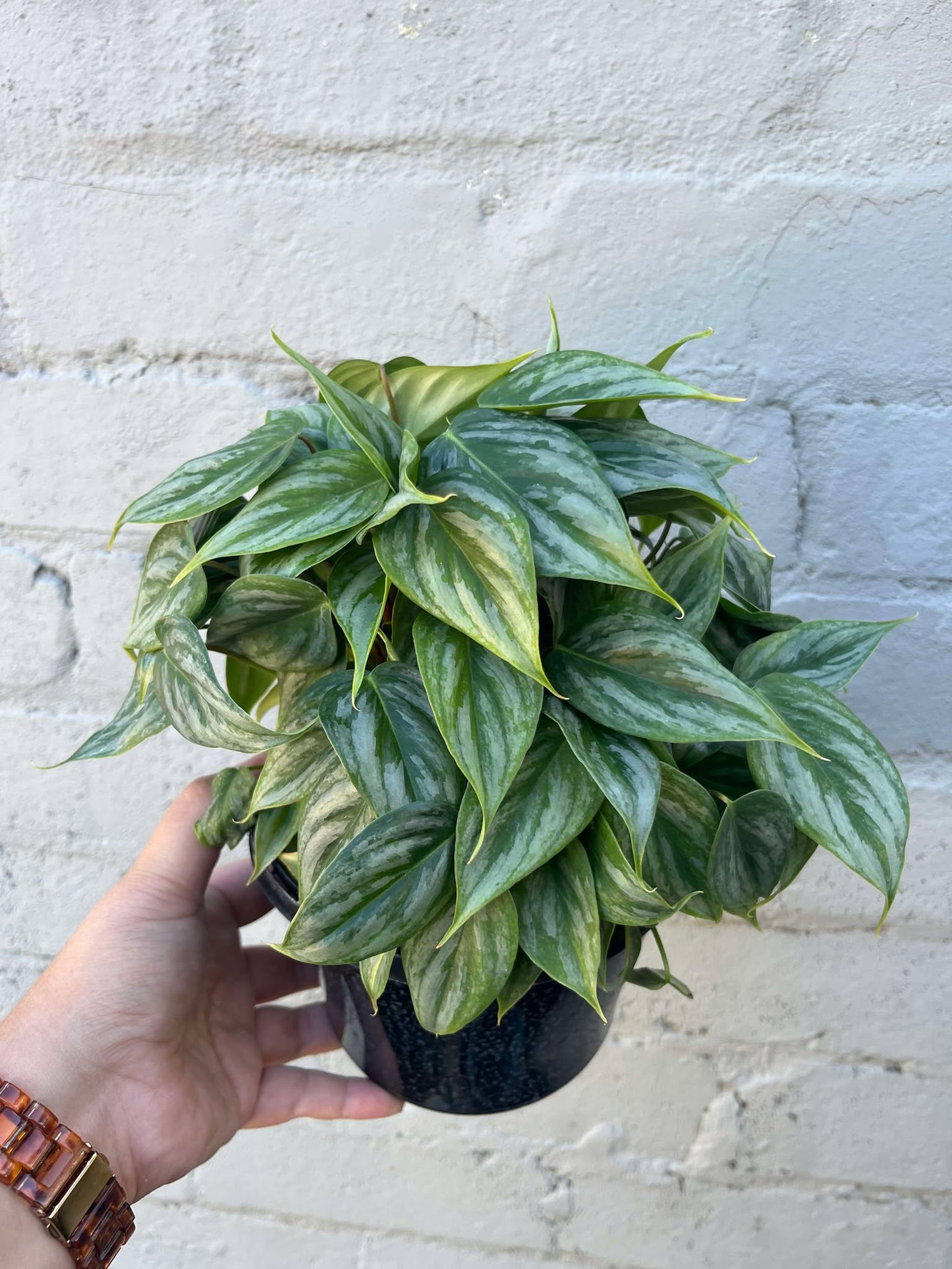Philodendron Sodiroi