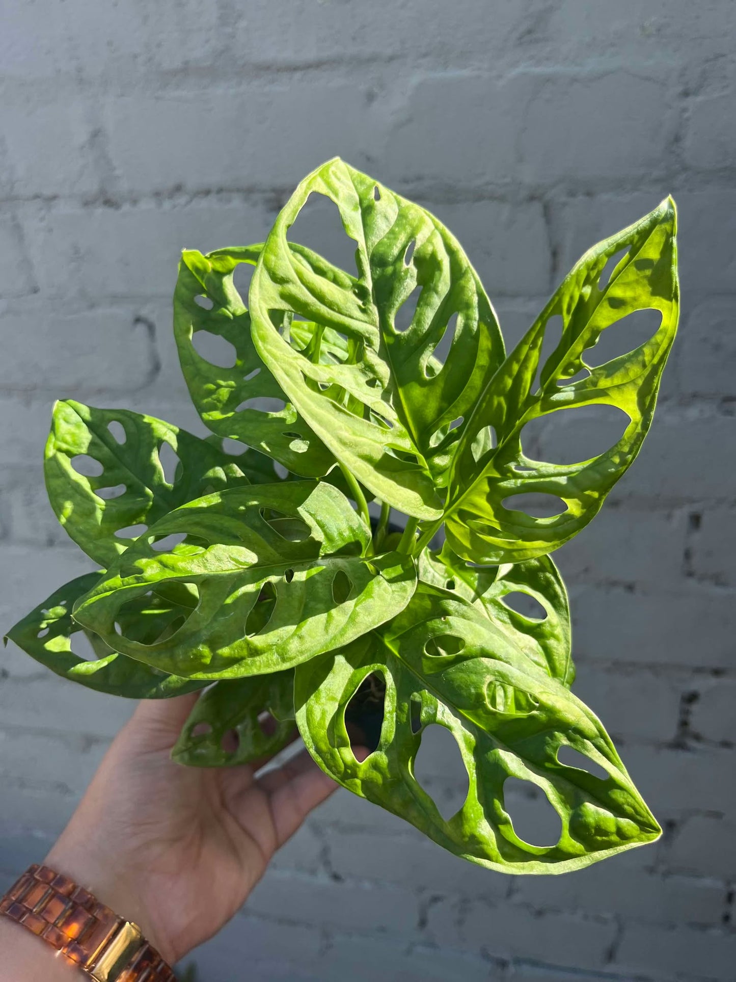 Monstera Monkey Mask