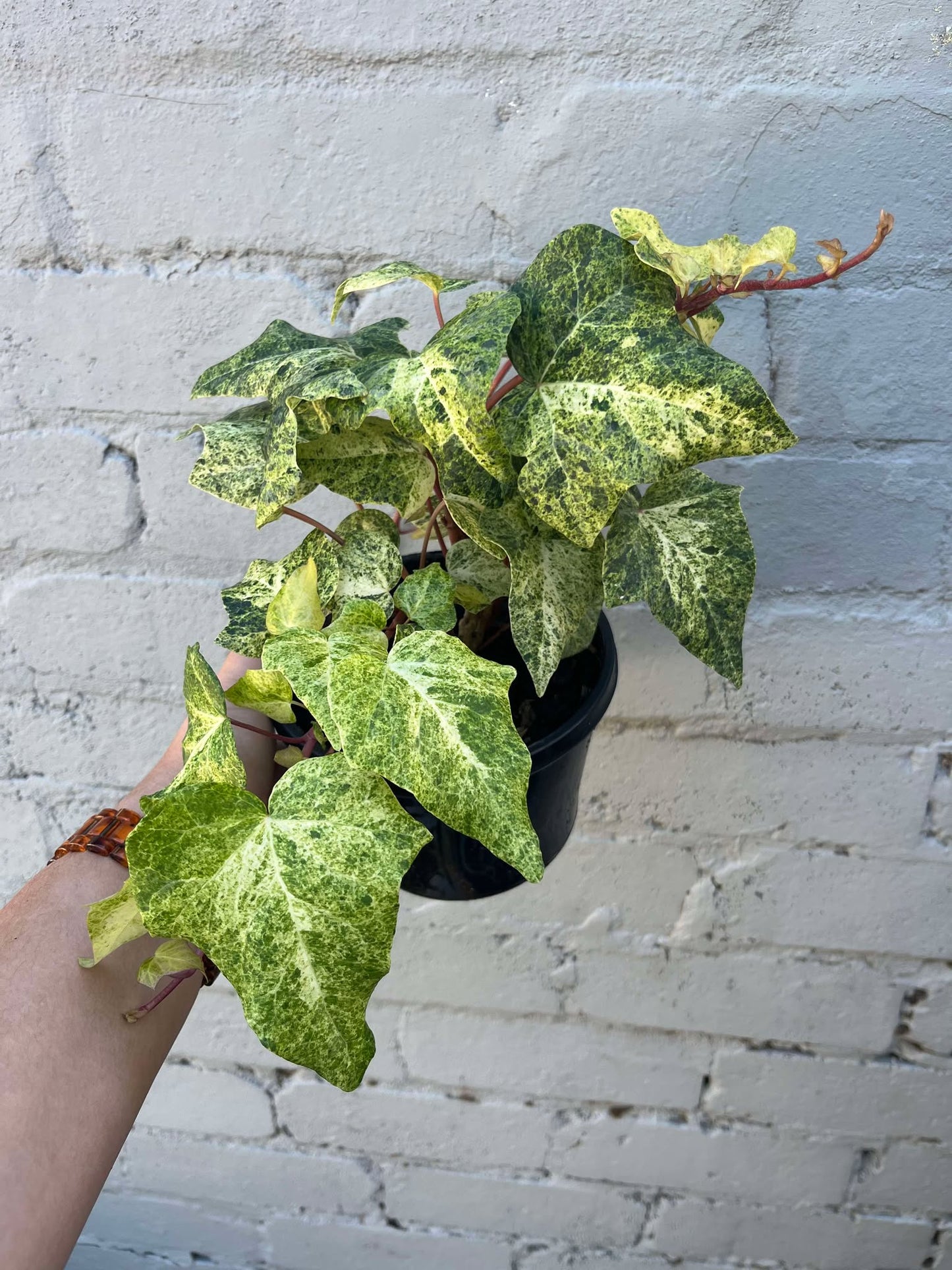 Hedera helix Ivy 'Snowfall'