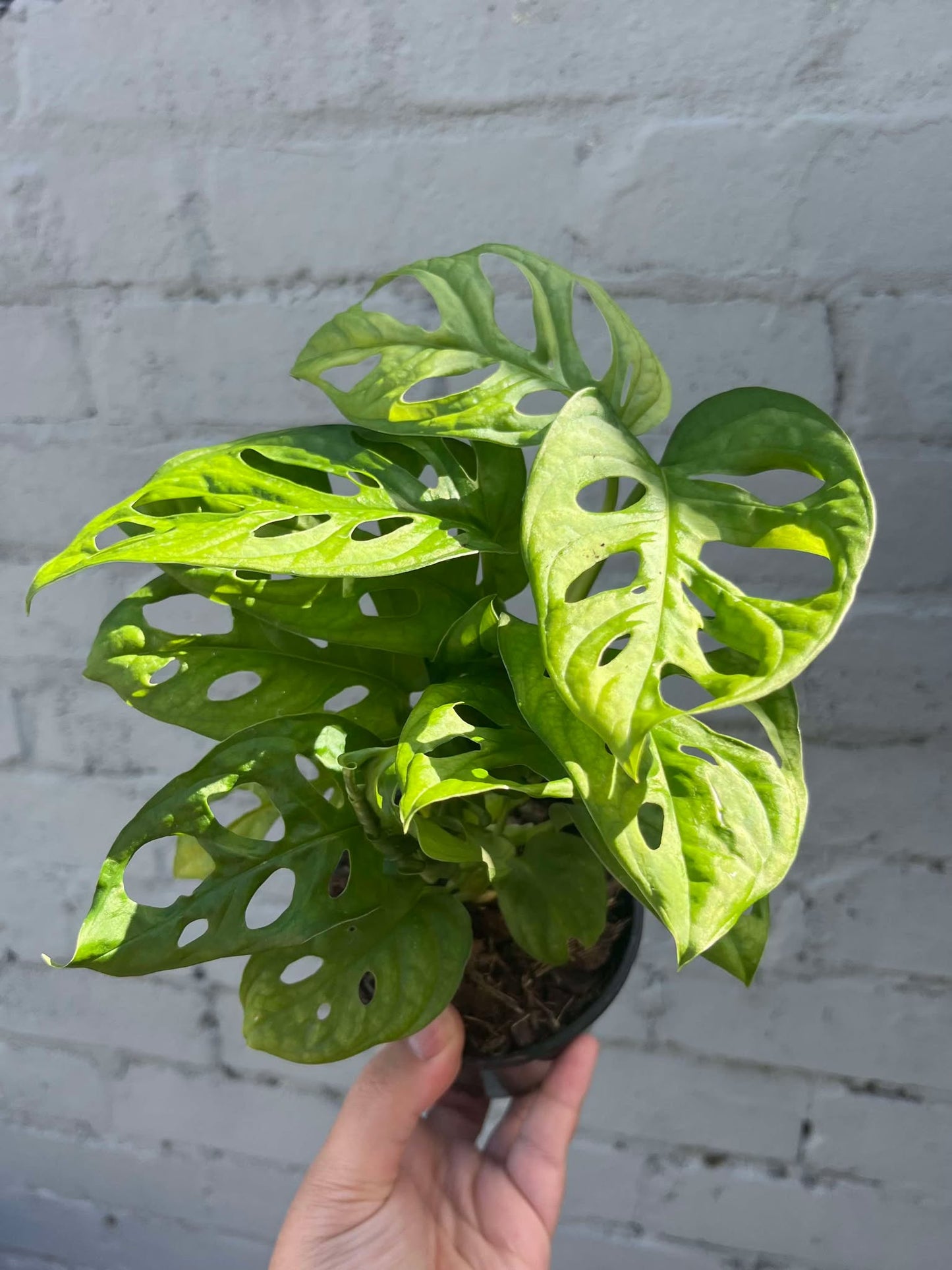 Monstera Monkey Mask