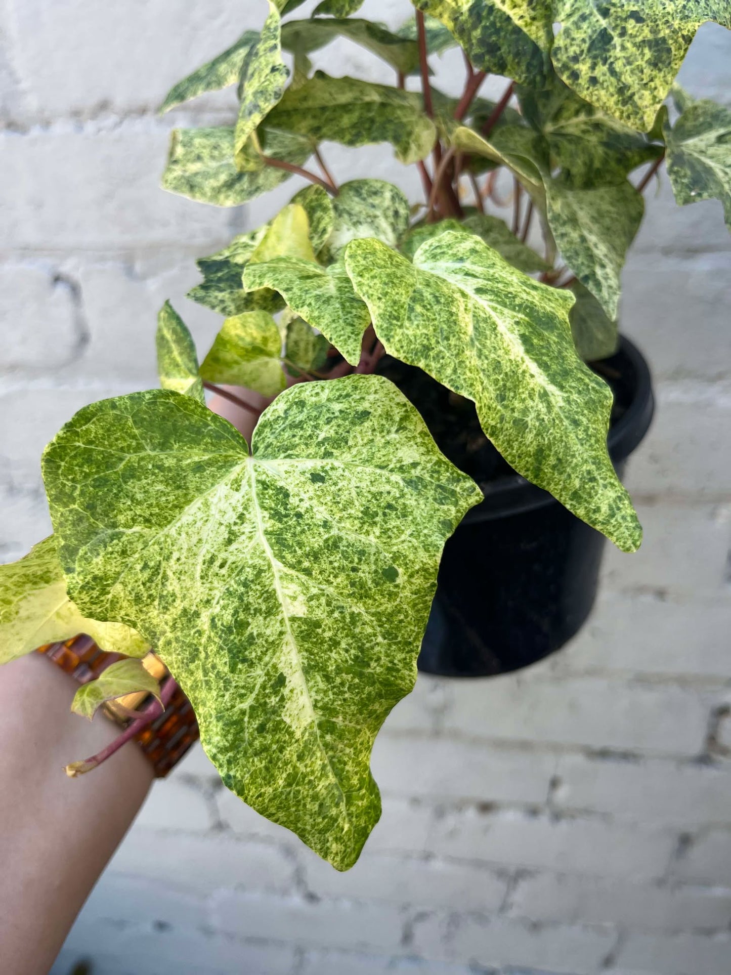 Hedera helix Ivy 'Snowfall'