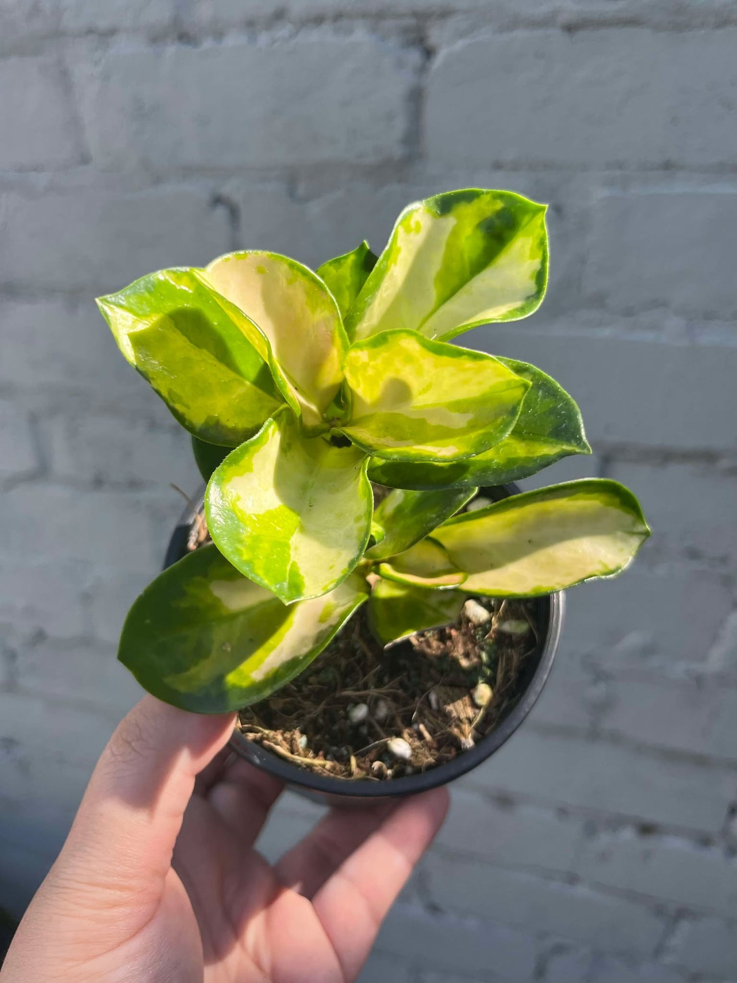 Hoya Australis Lisa