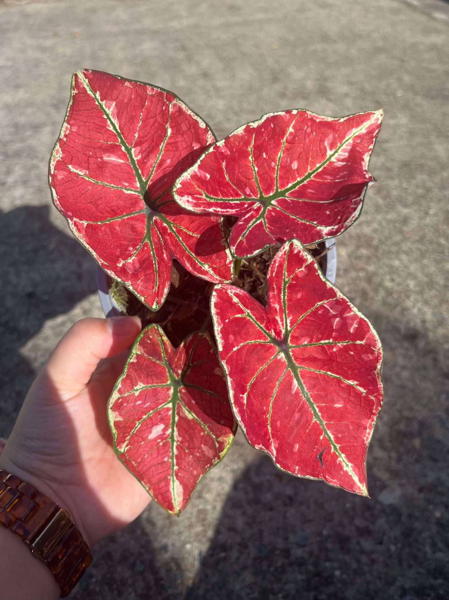 Caladium Fire Phoenix