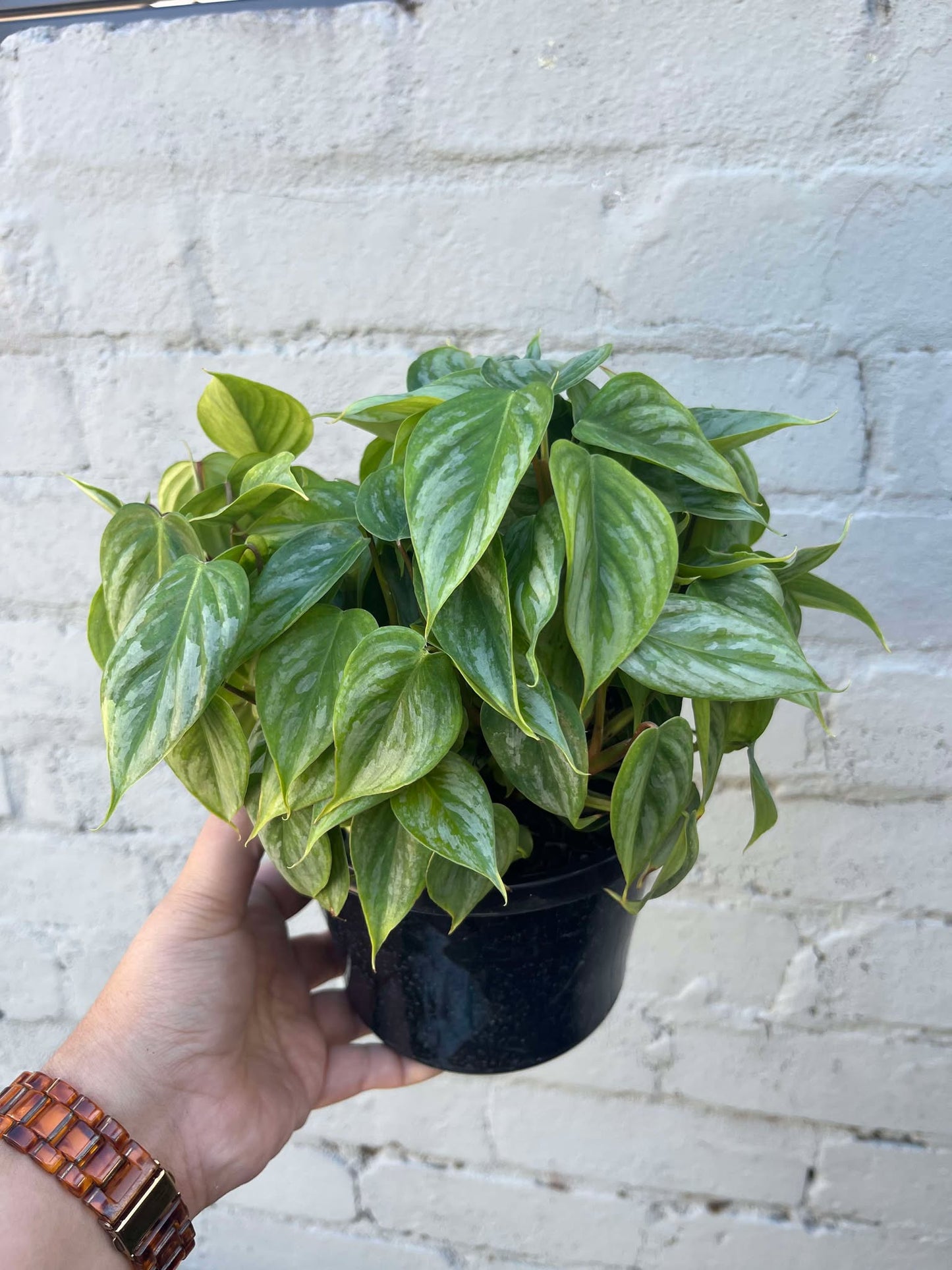 Philodendron Sodiroi