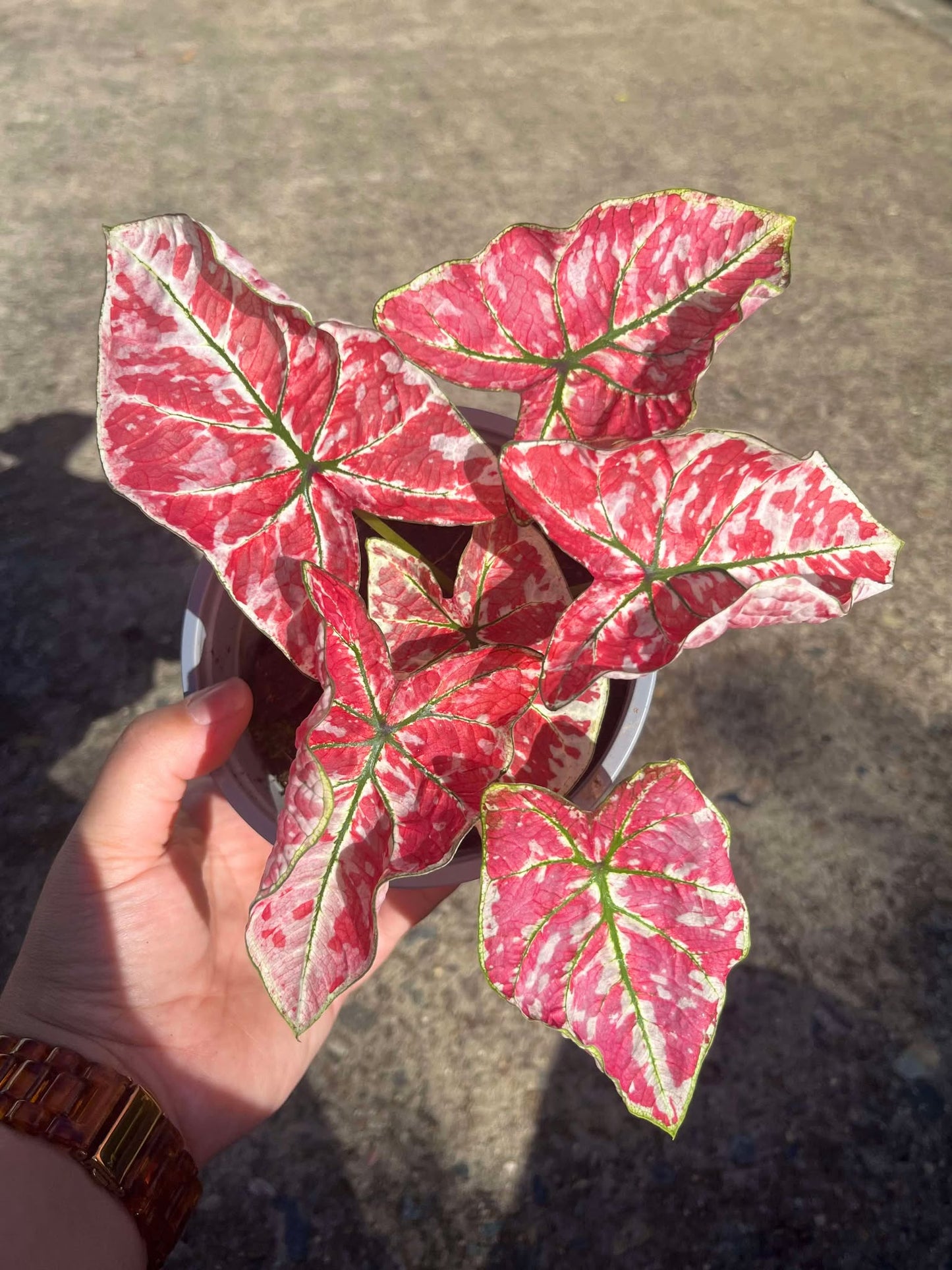 Caladium Fire Phoenix