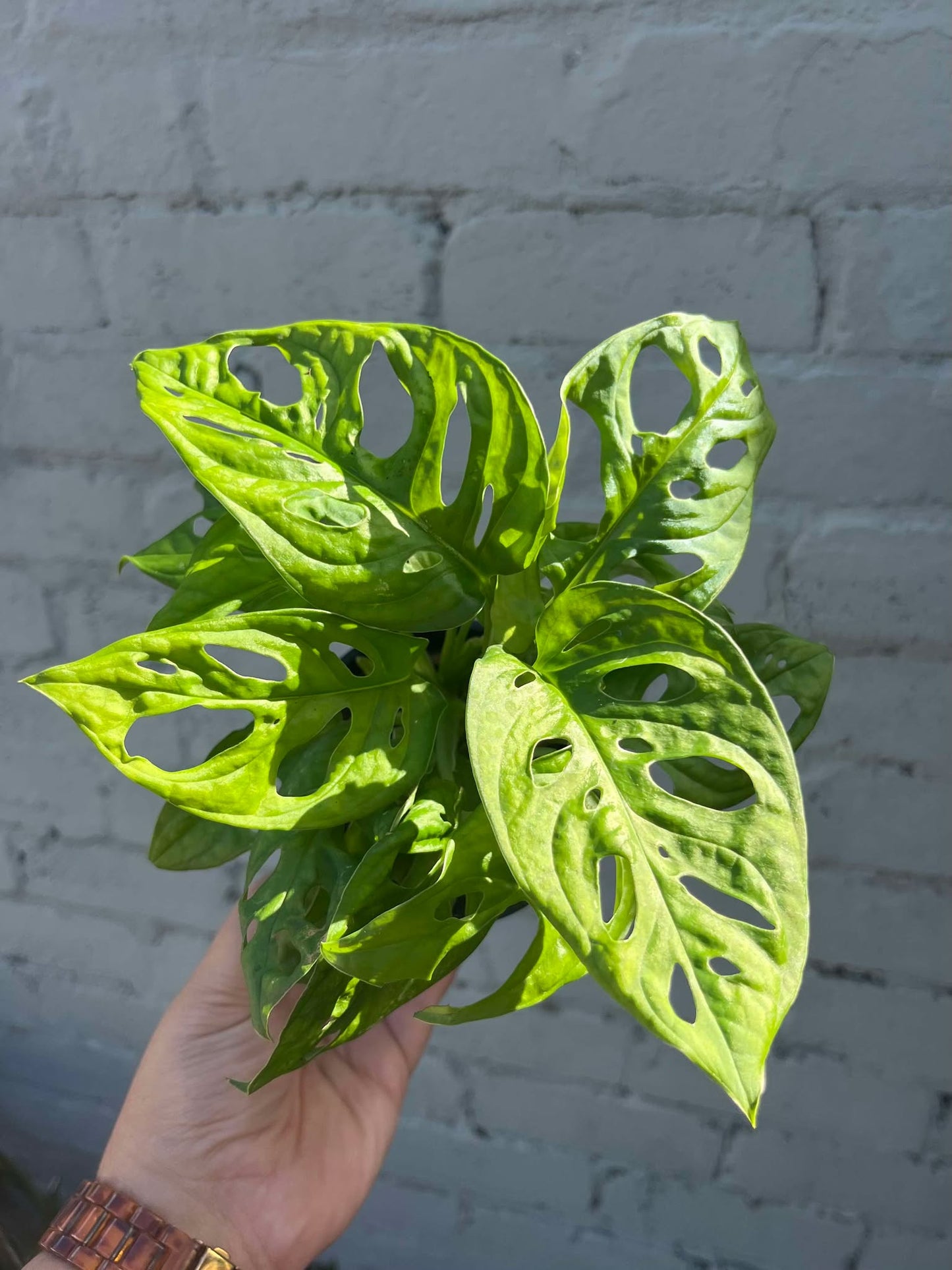 Monstera Monkey Mask