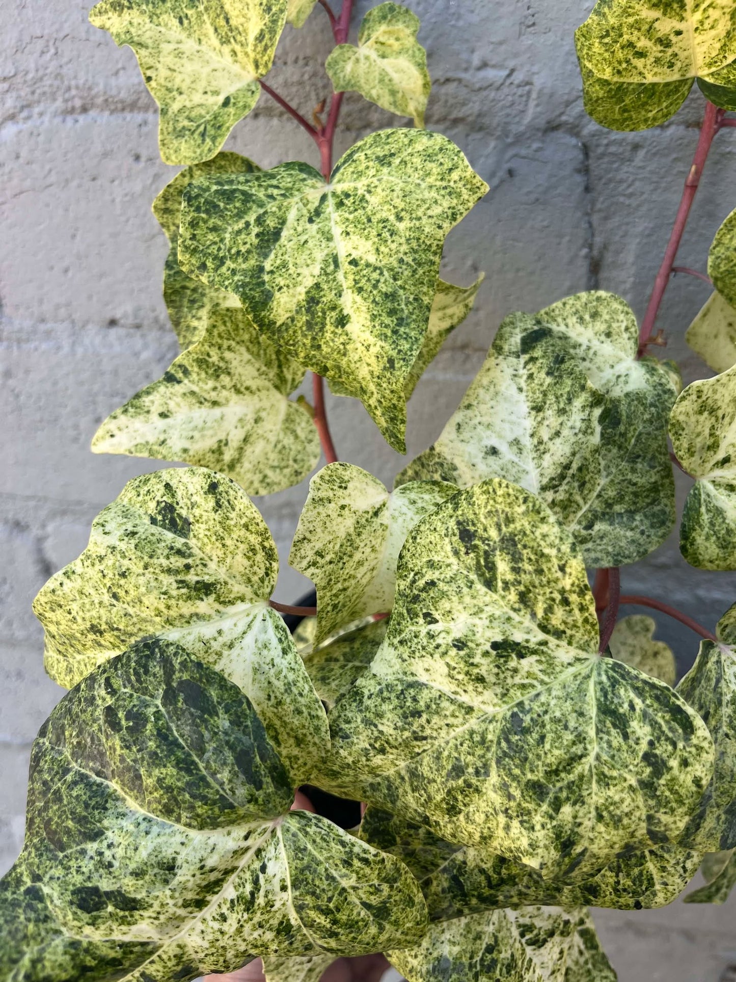 Hedera helix Ivy 'Snowfall'