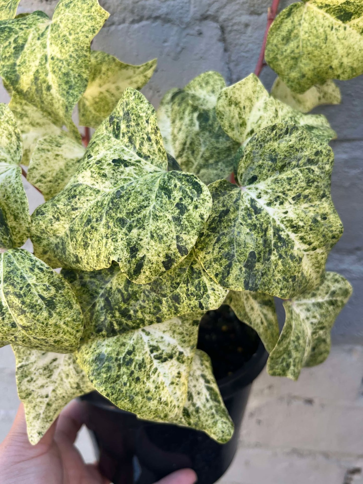 Hedera helix Ivy 'Snowfall'