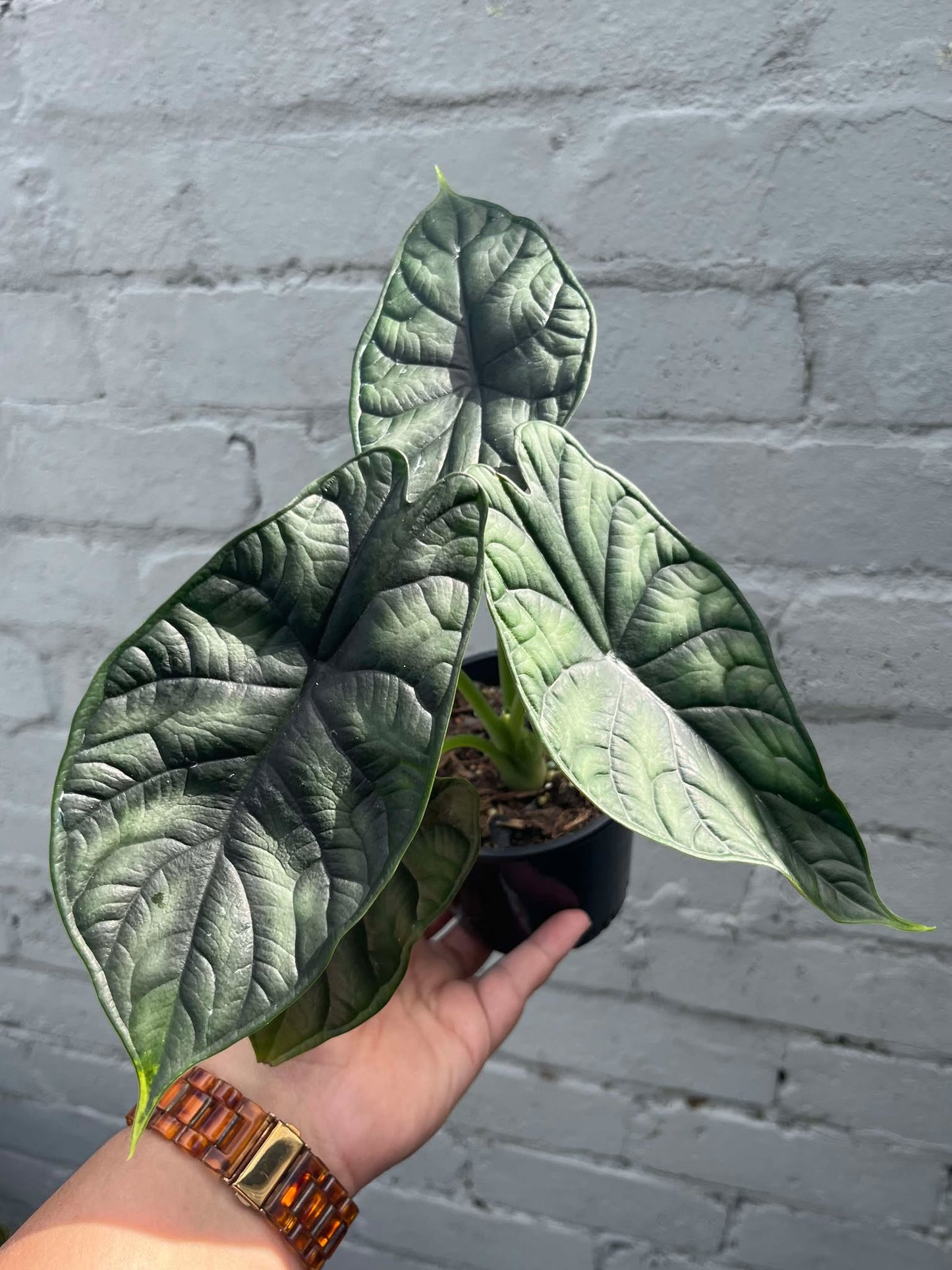 Alocasia Dragon Scale