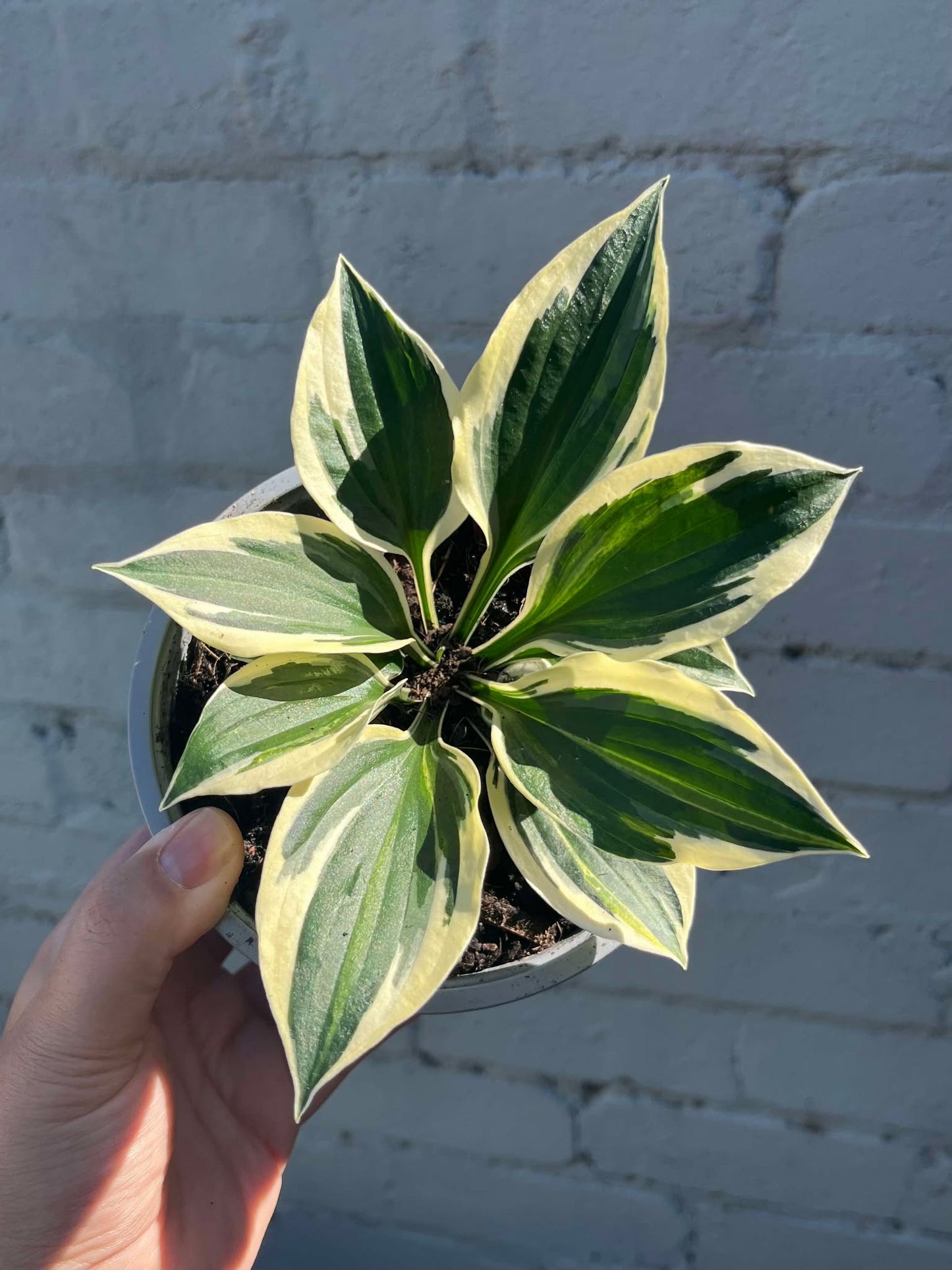 Hosta Minute Man