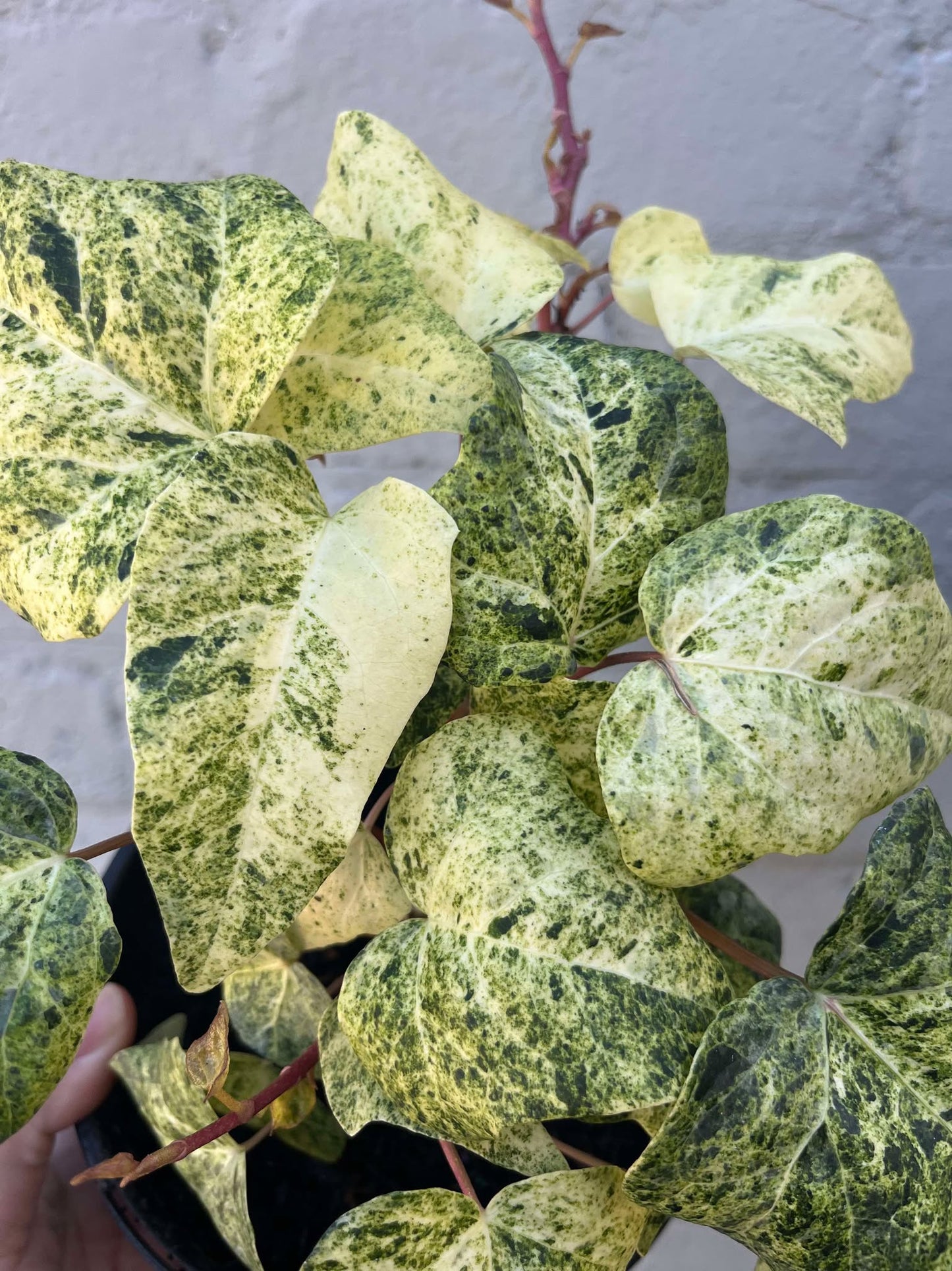 Hedera helix Ivy 'Snowfall'