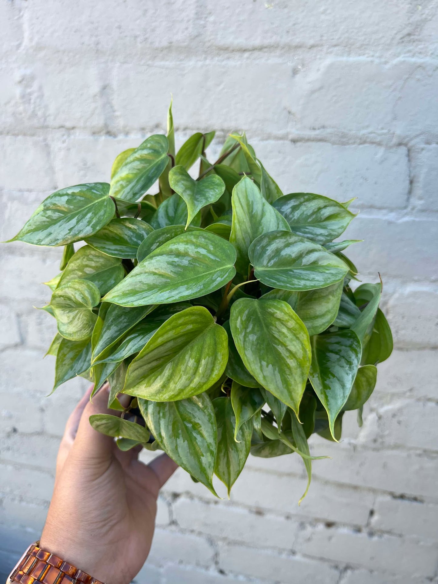 Philodendron Sodiroi