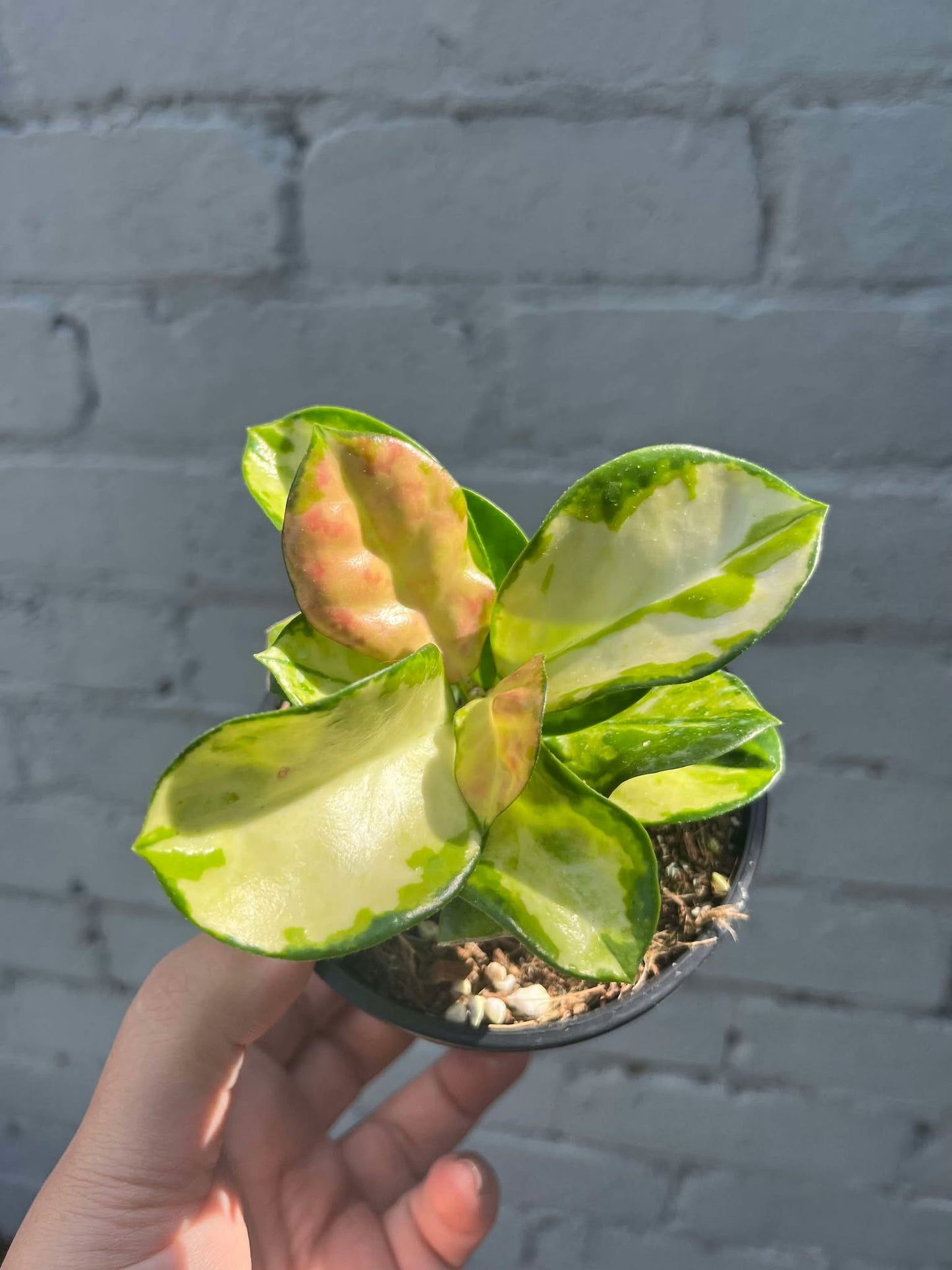 Hoya Australis Lisa
